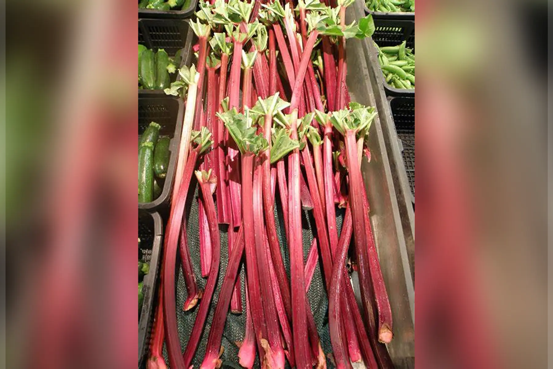 Rhubarbe
