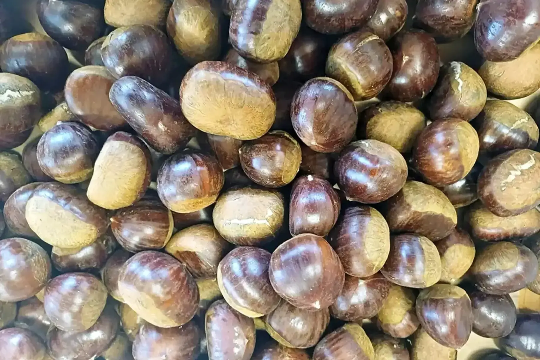 Châtaignes fraîches bio