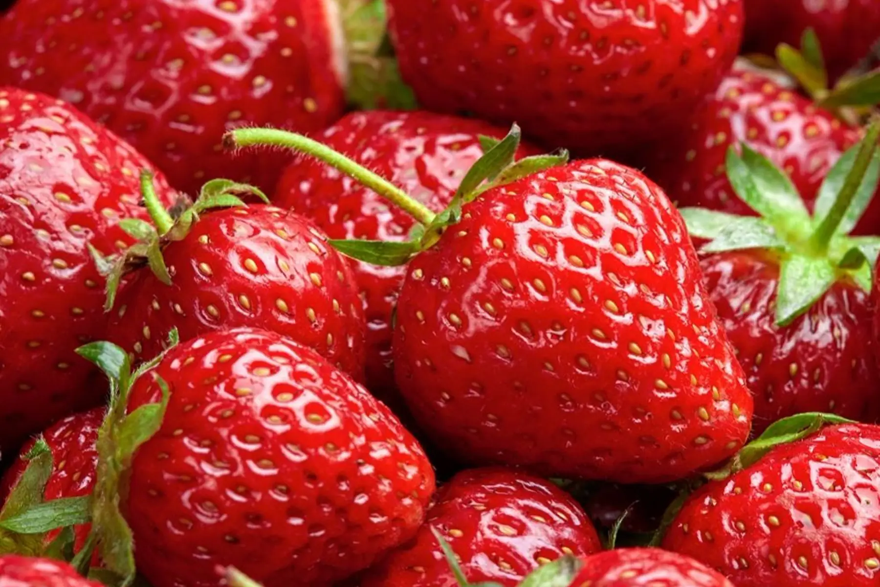 Fraise Charlotte