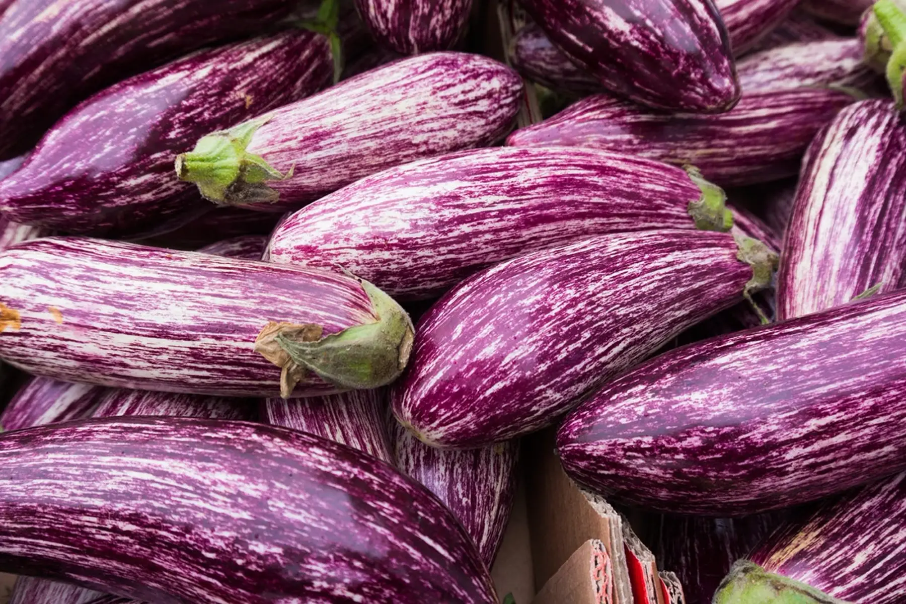 Aubergine Graffiti