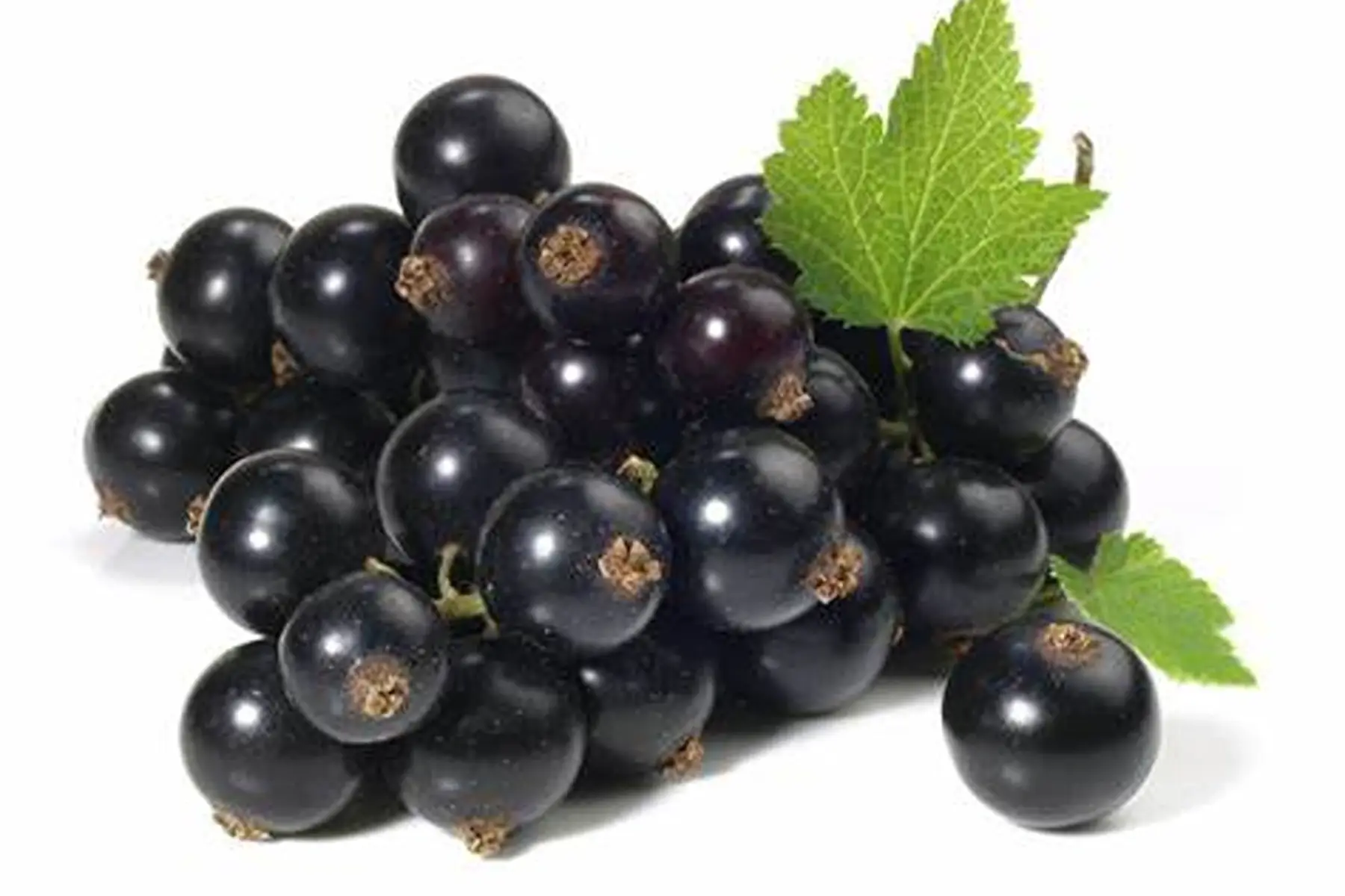 Cassis 500g