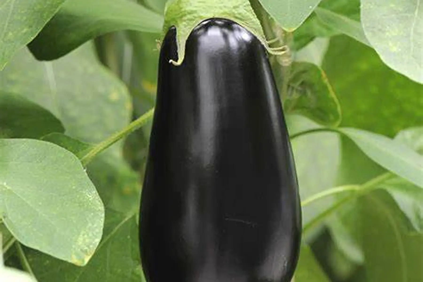 Aubergines violette