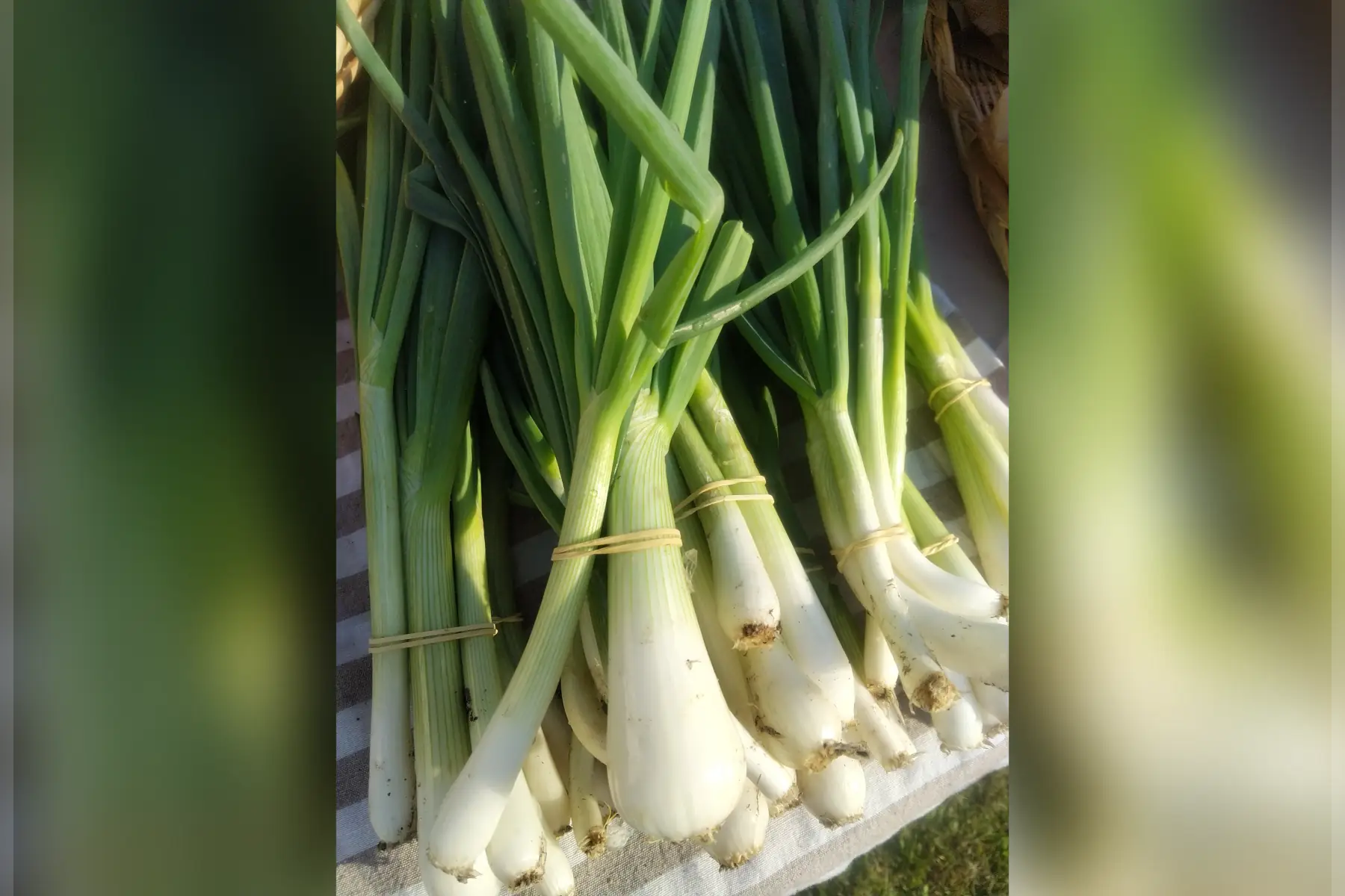 Botte d'alliacés nouveaux