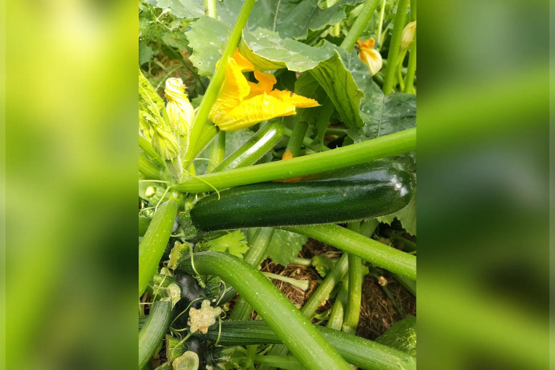 Courgettes vertes