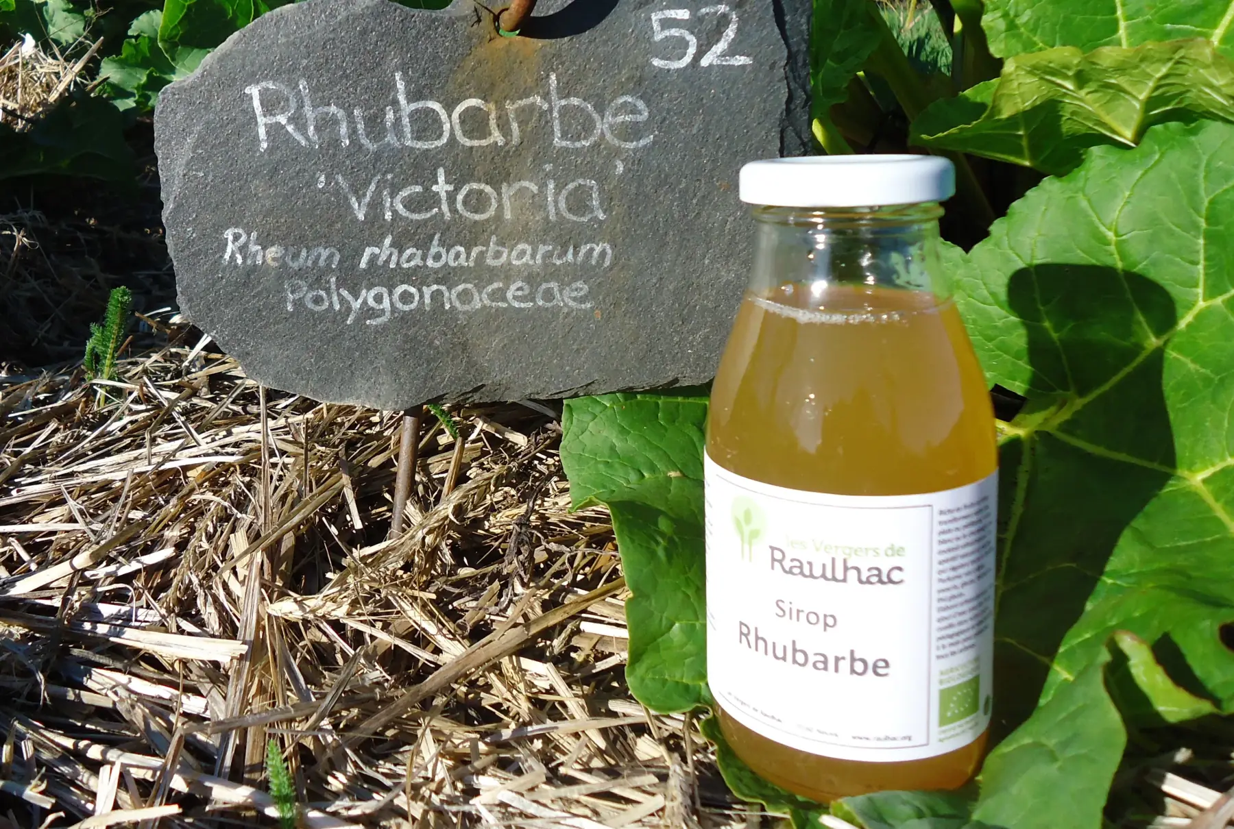 Sirop de Rhubarbe biologique