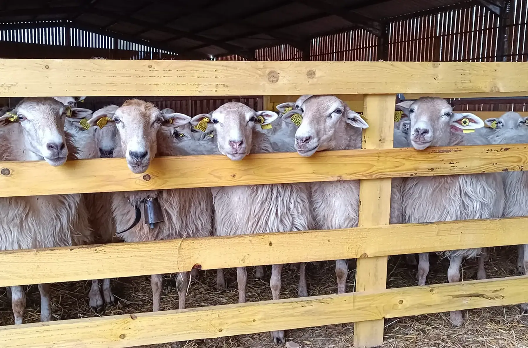 la petite ferme d'aurore