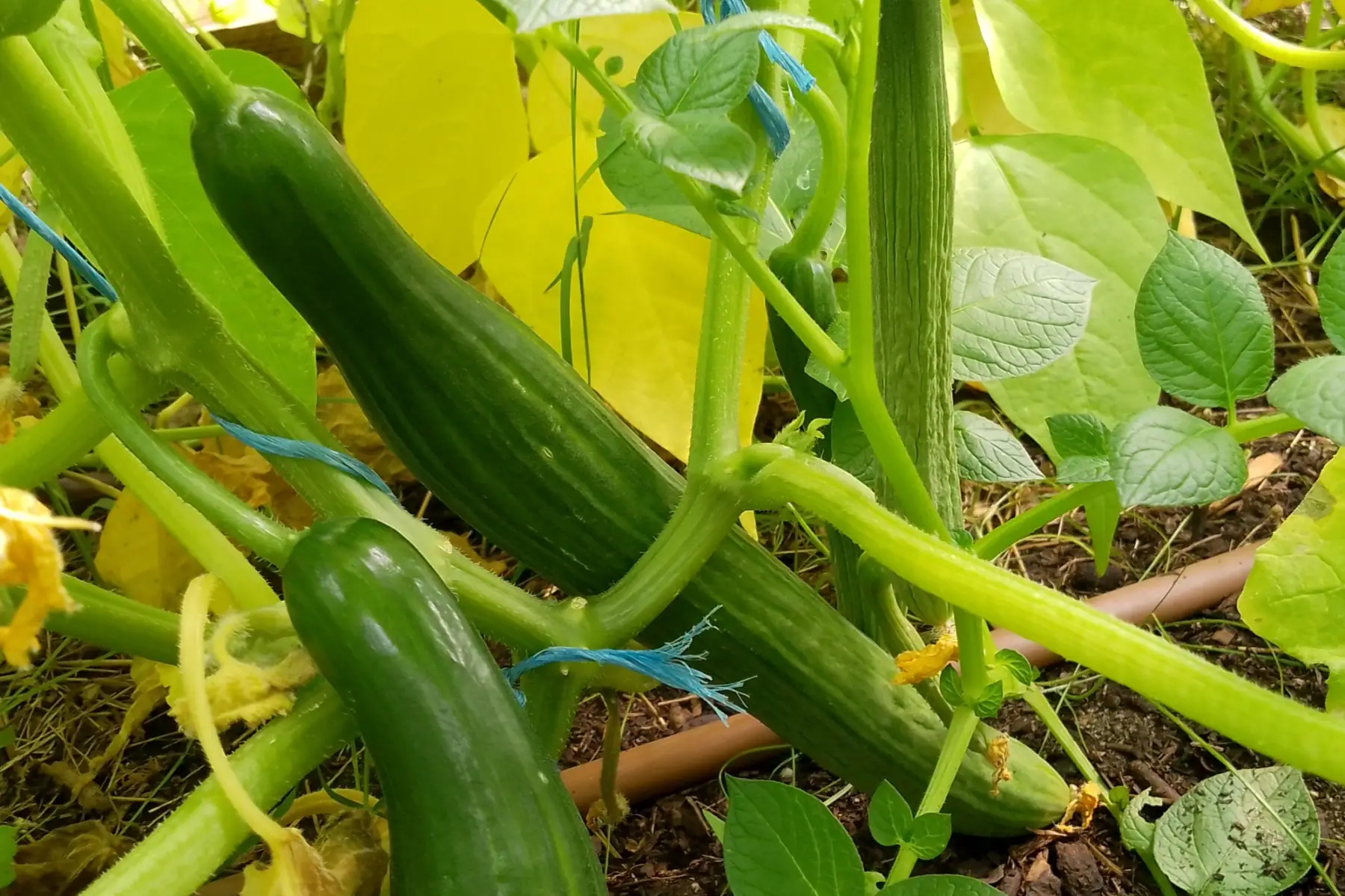 Concombre long - a la pièce