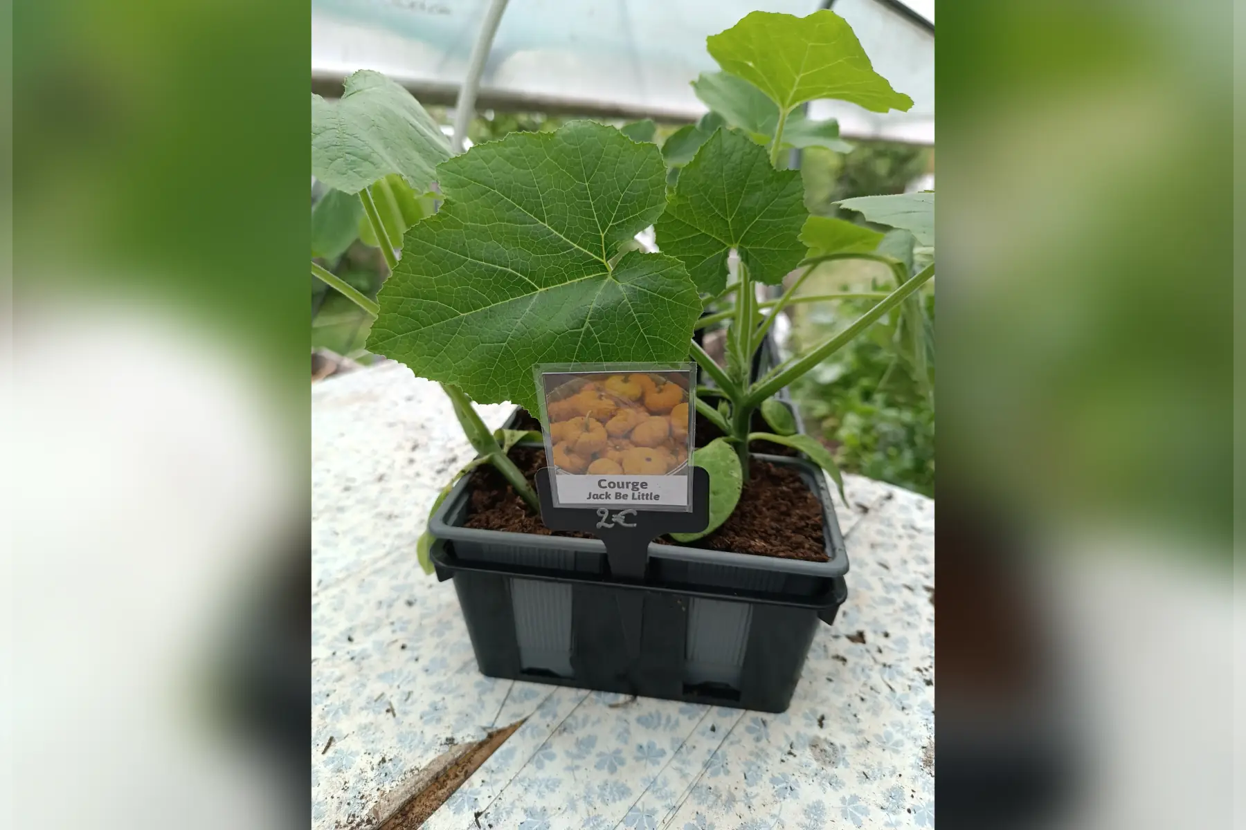 Plant de courge Jack Be Little