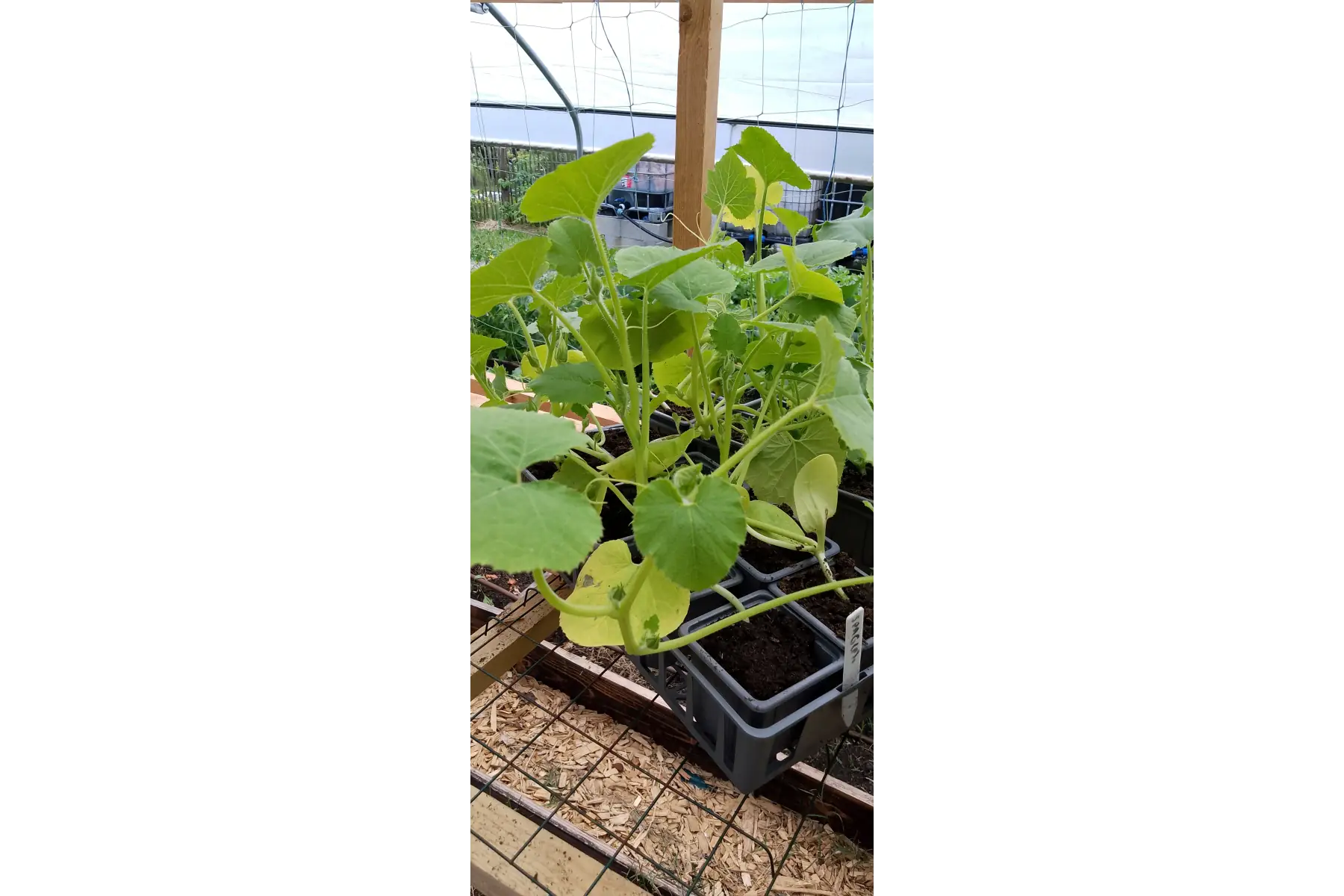 Plant de courge "Spaghetti"