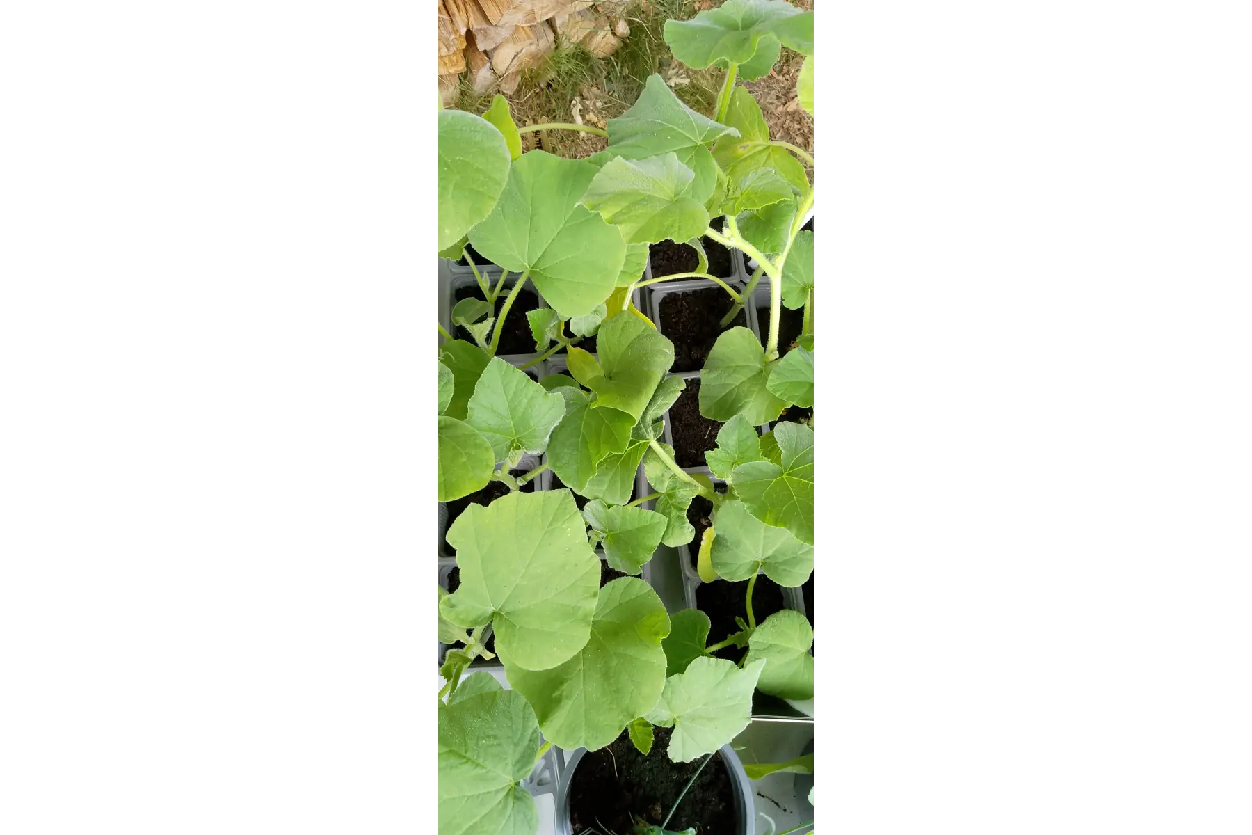 Plant de courge "Butternut"