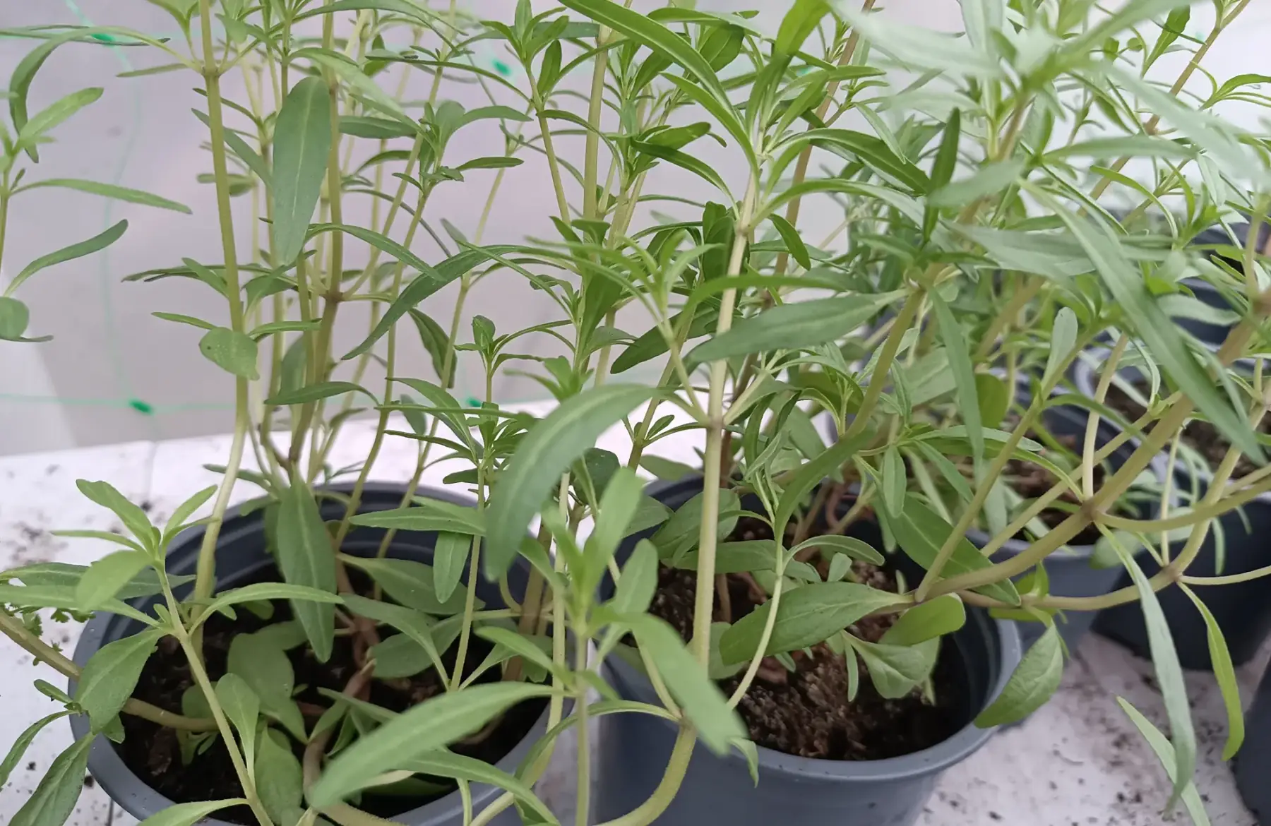 Plant de Sarriette