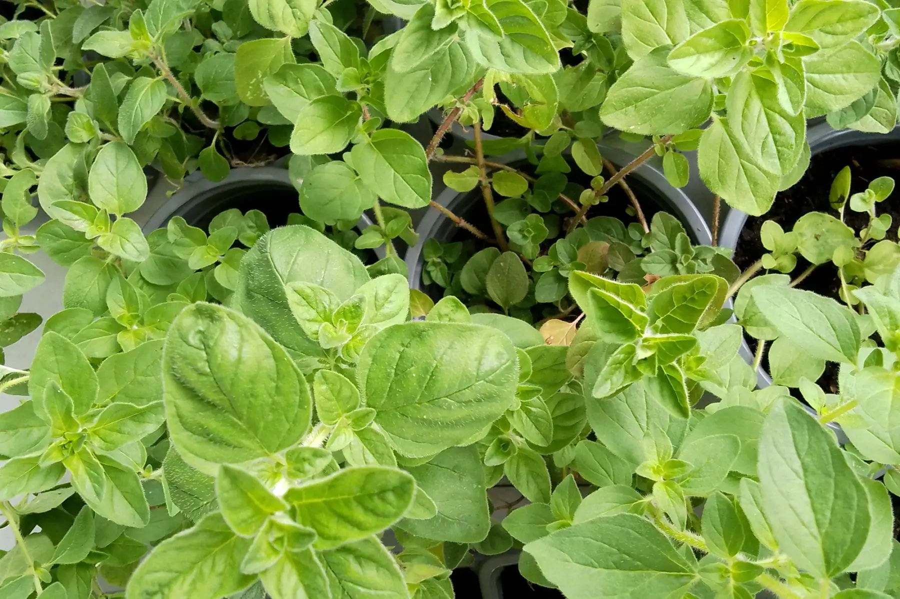 Plant d'origan ou marjolaine