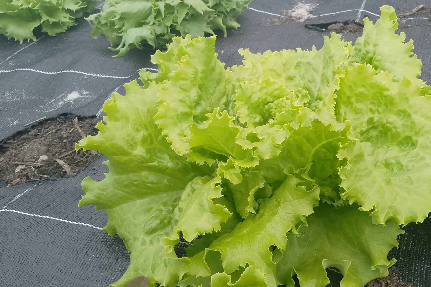 Laitue Batavia Blonde