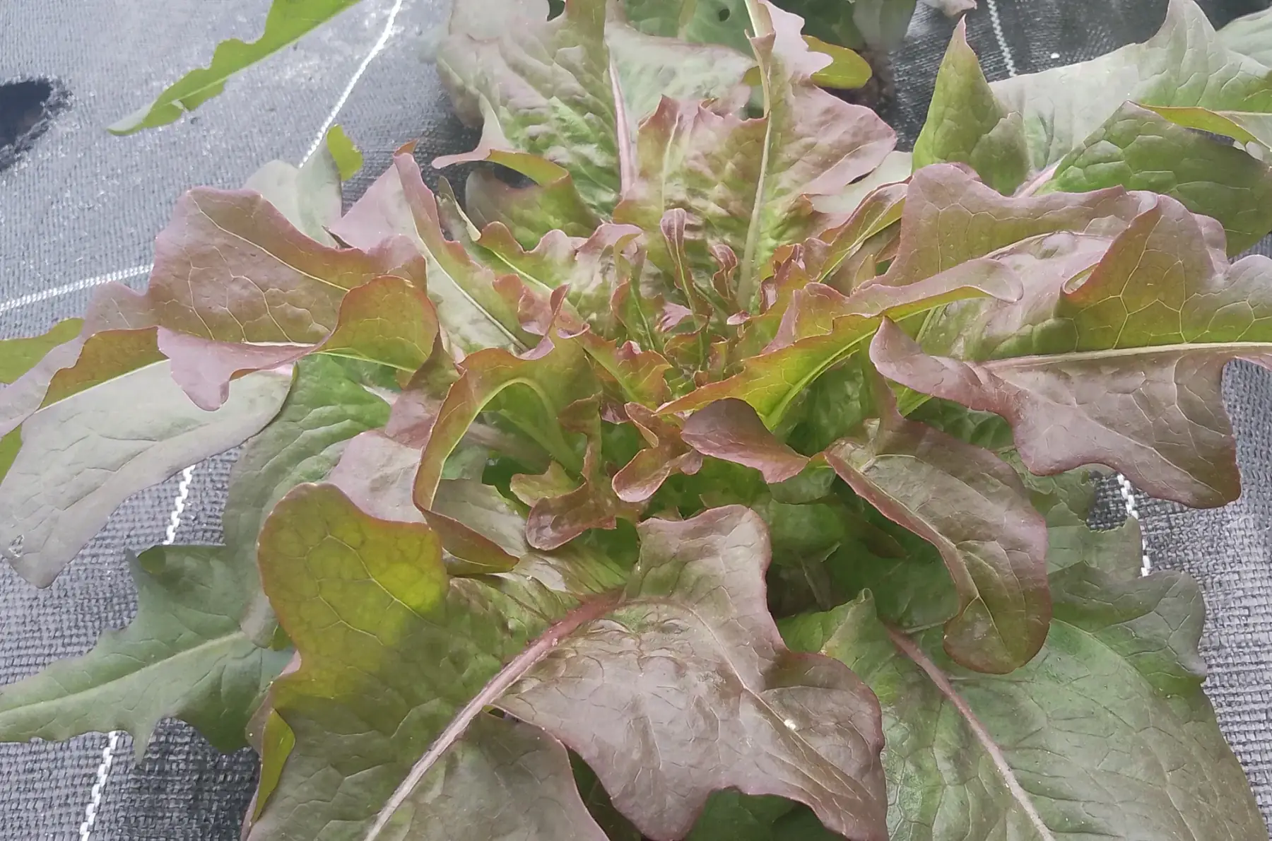 Feuille de chêne Cocarde