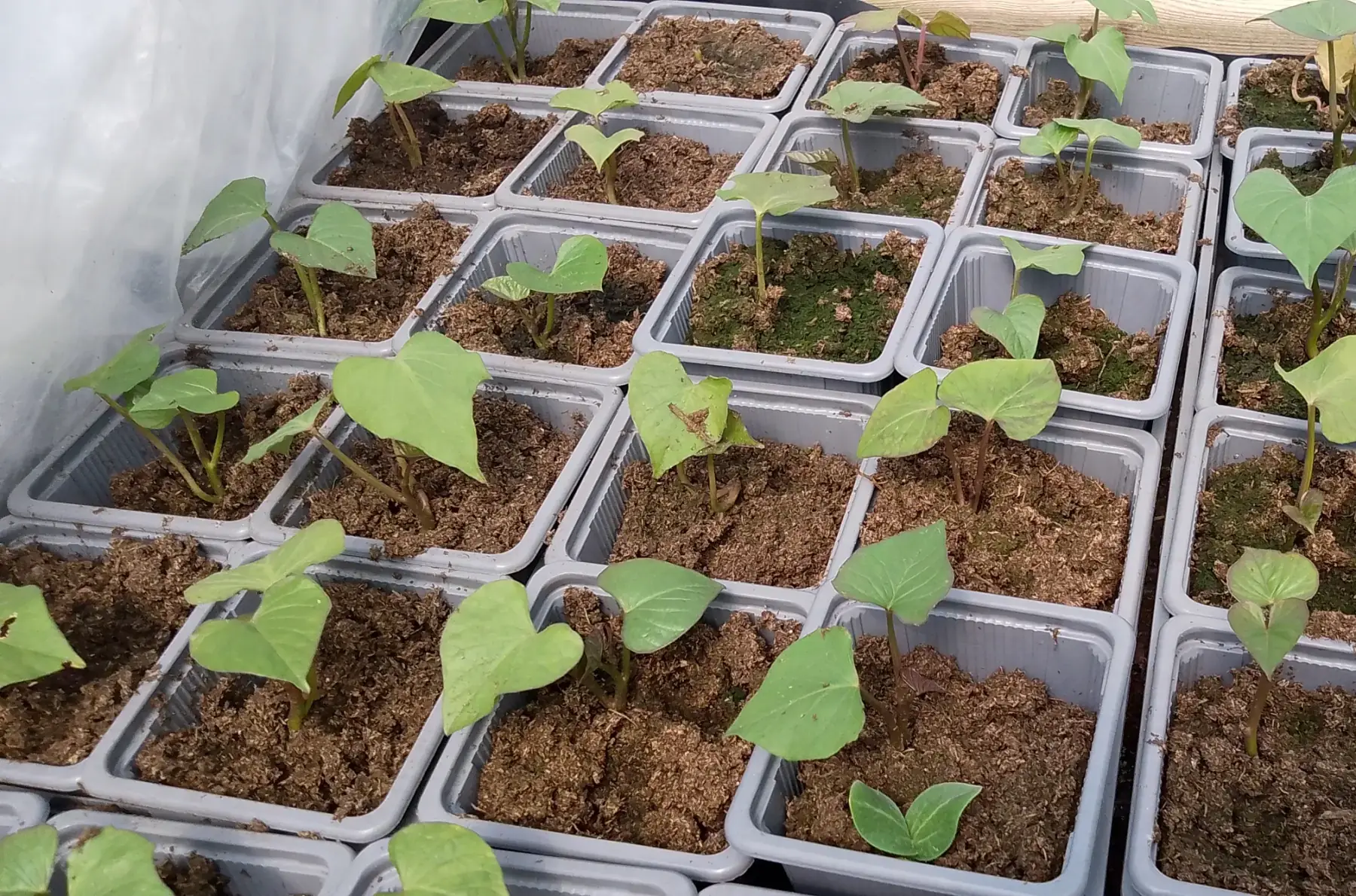 Plant de patate douce