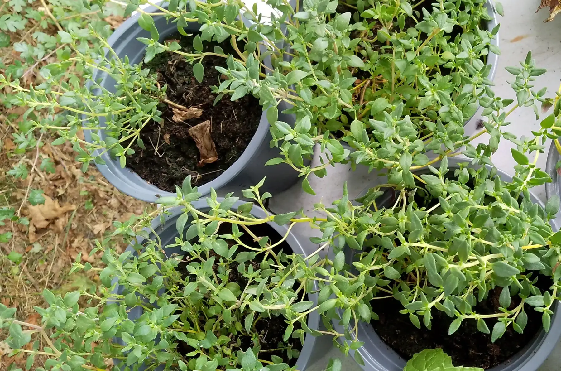 Plant de thym commun