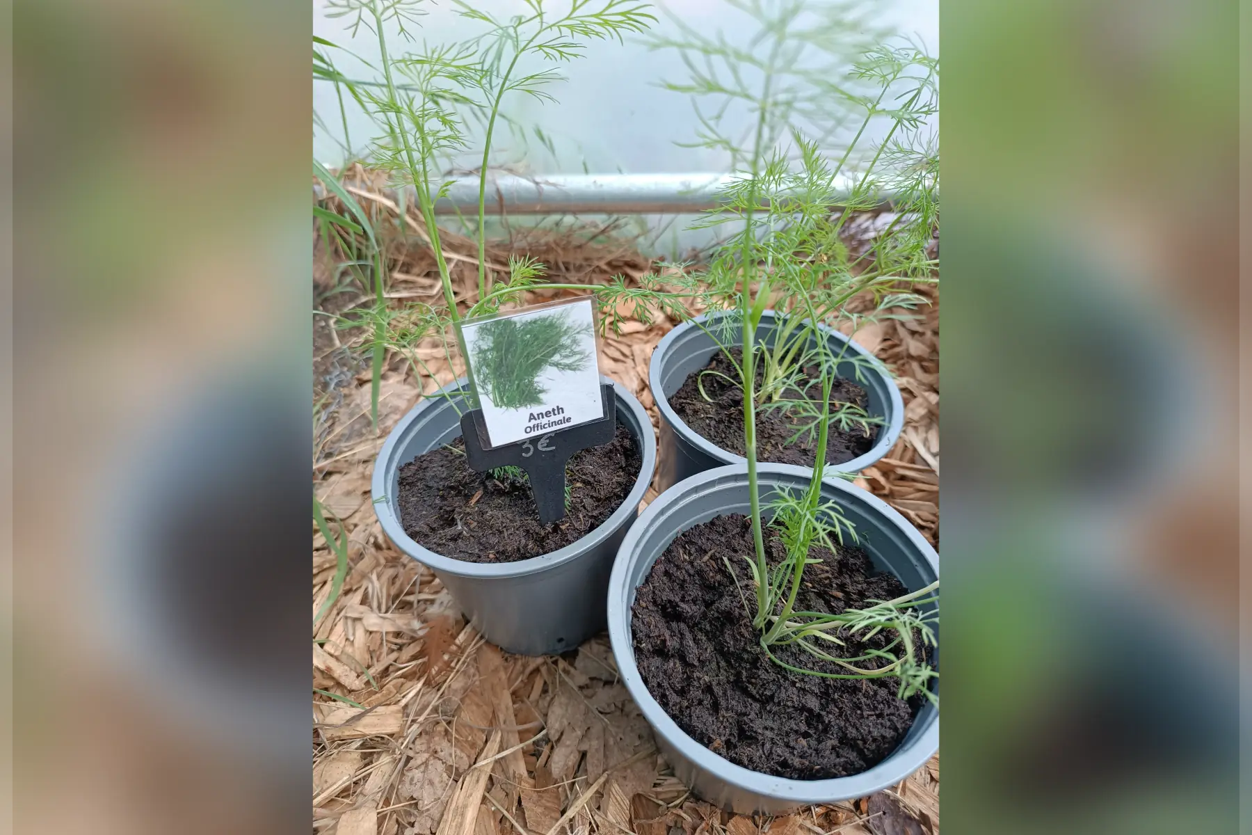 Plant d'aneth officinale