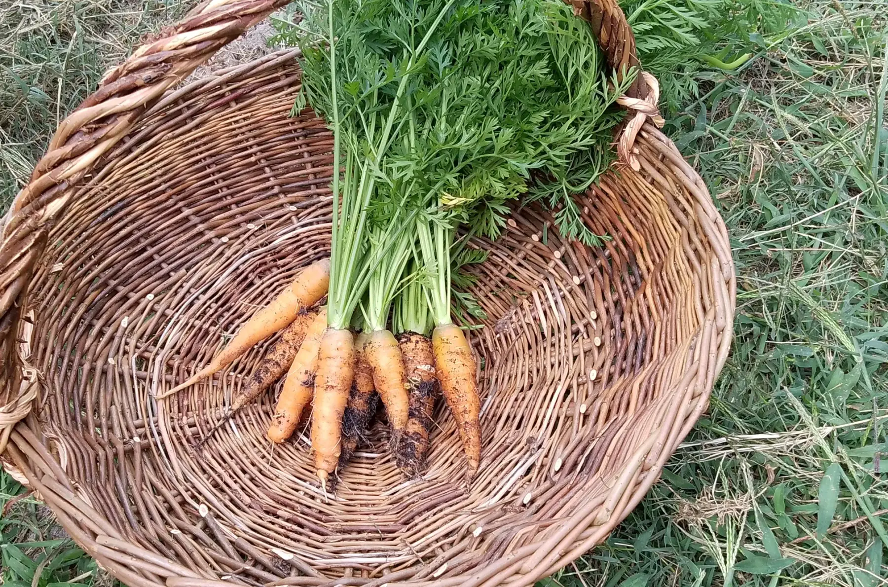 Carotte - botte 800g (env. 10pieces)