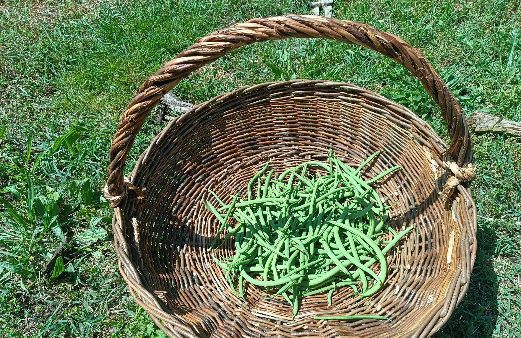 Haricots verts