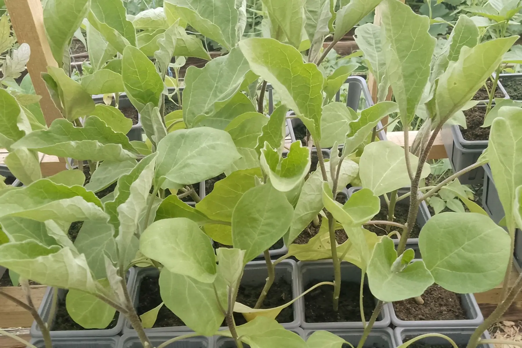 Plant d'aubergine "Violette de Toulouse"