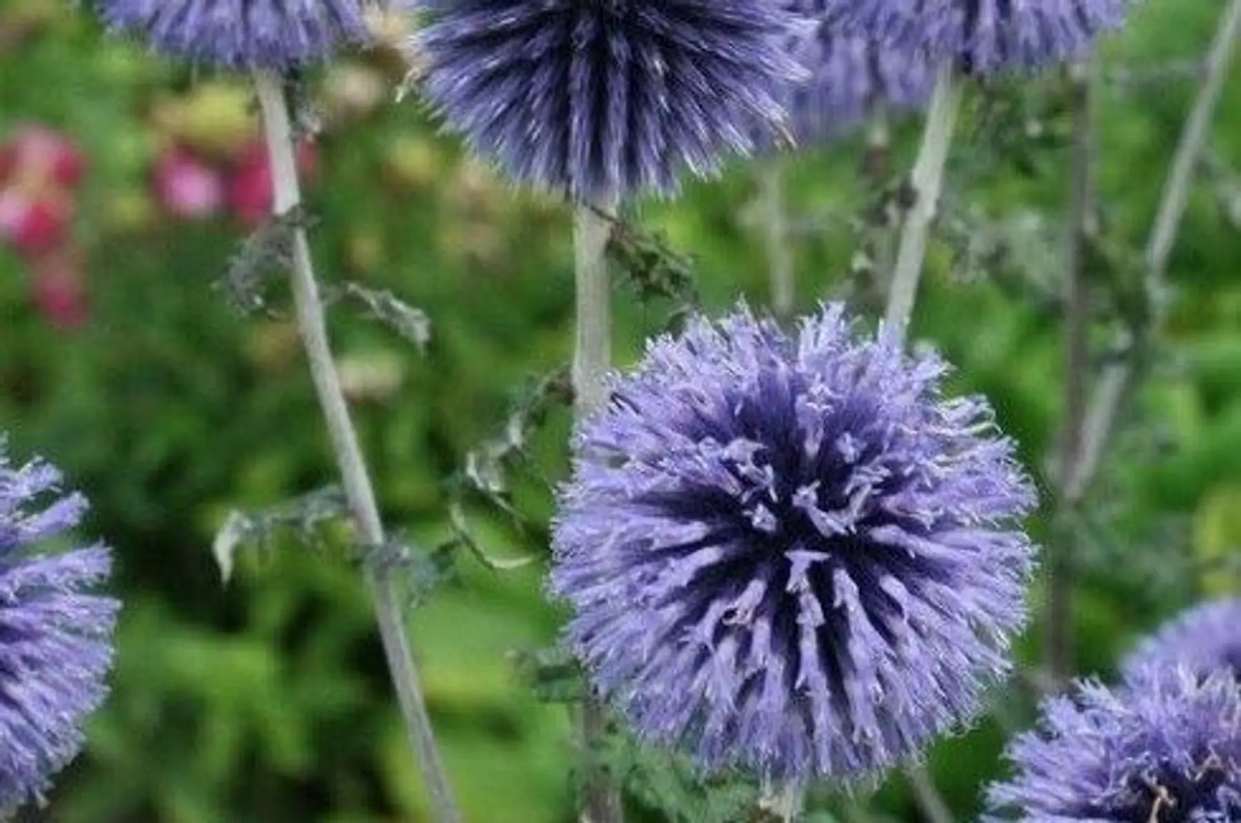 Echinops bannaticus Blue Globe