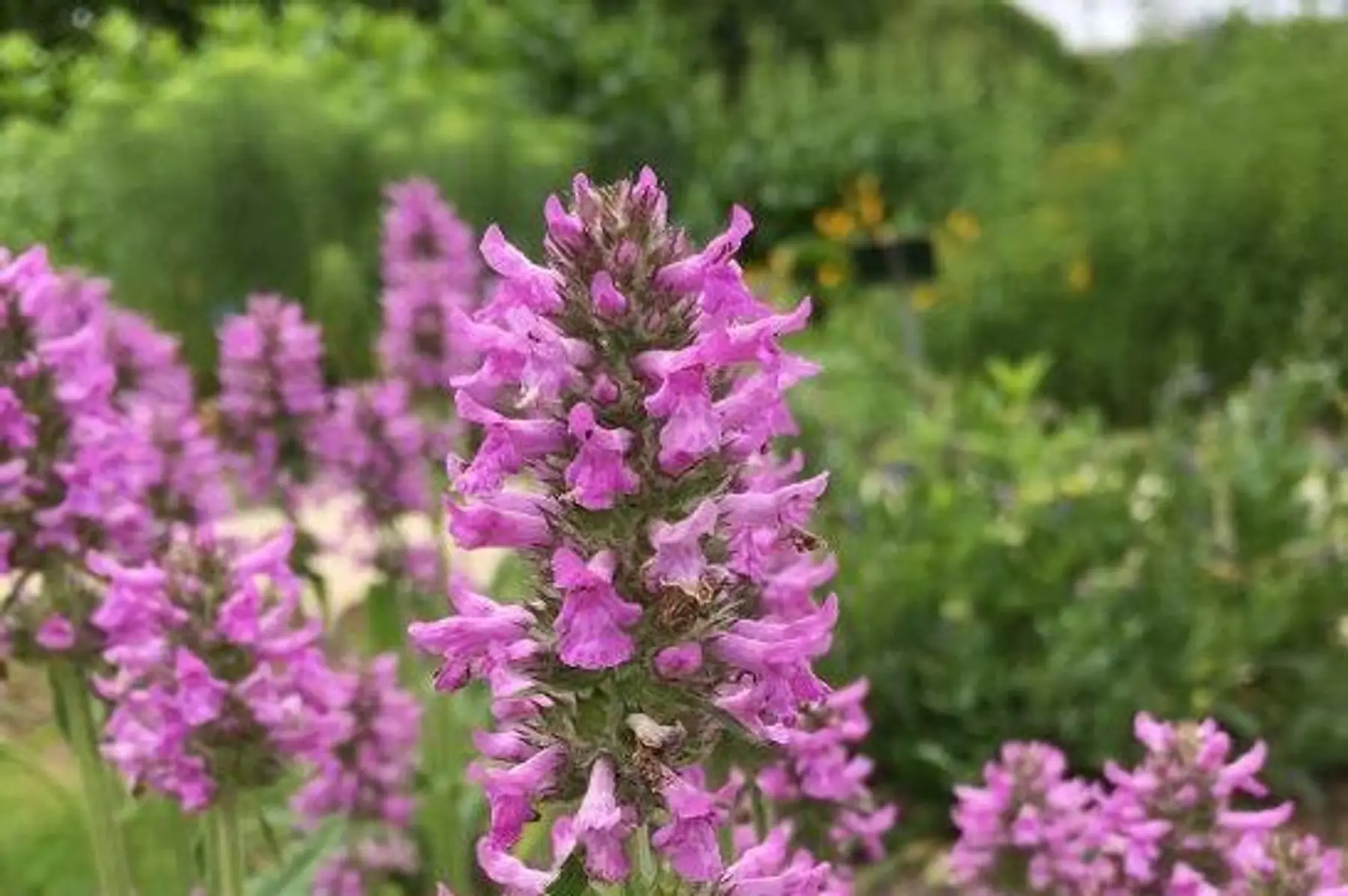 Bétoine ou épiaire officinale (Betonica officinalis)