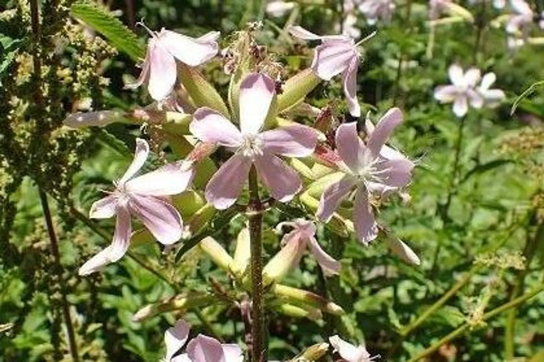 Saponaire, Herbe à savon (Saponaria officinalis)