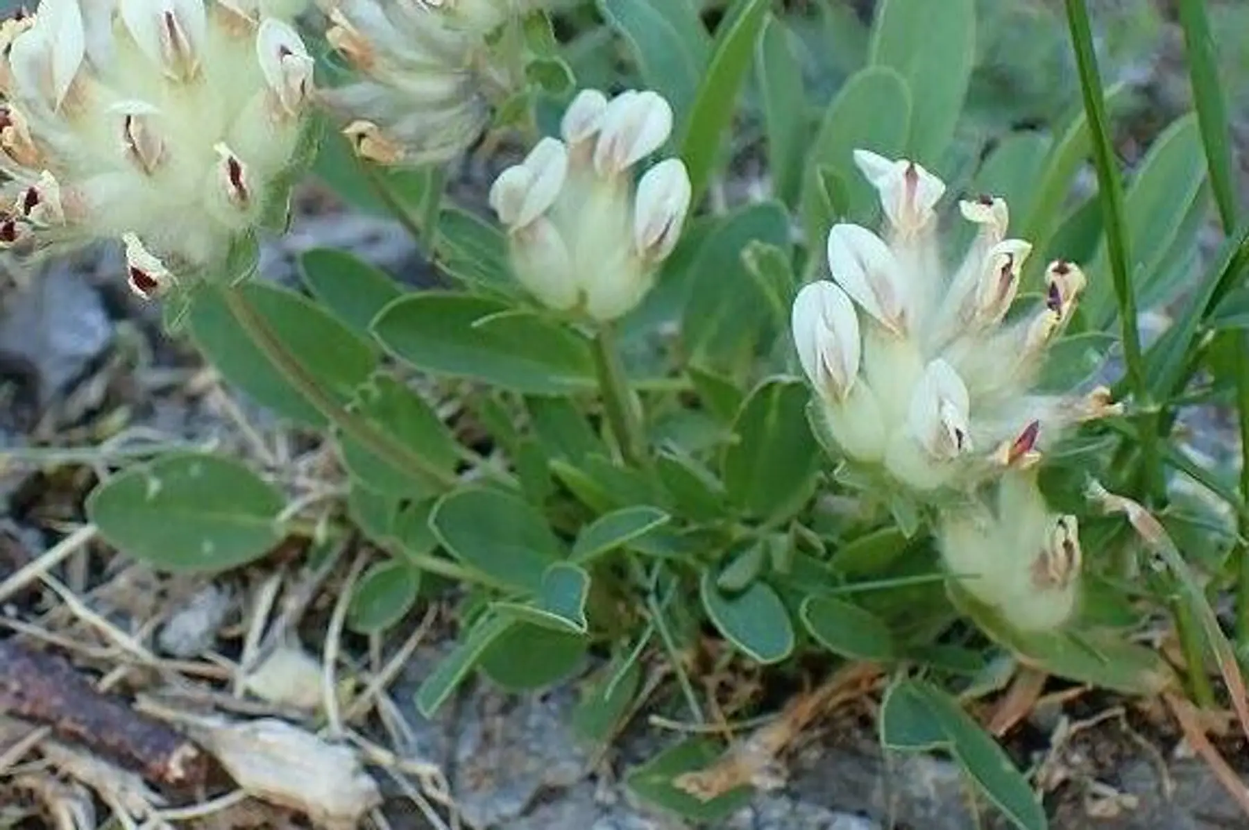 Anthyllide vulnéraire (Anthyllis vulneraria)