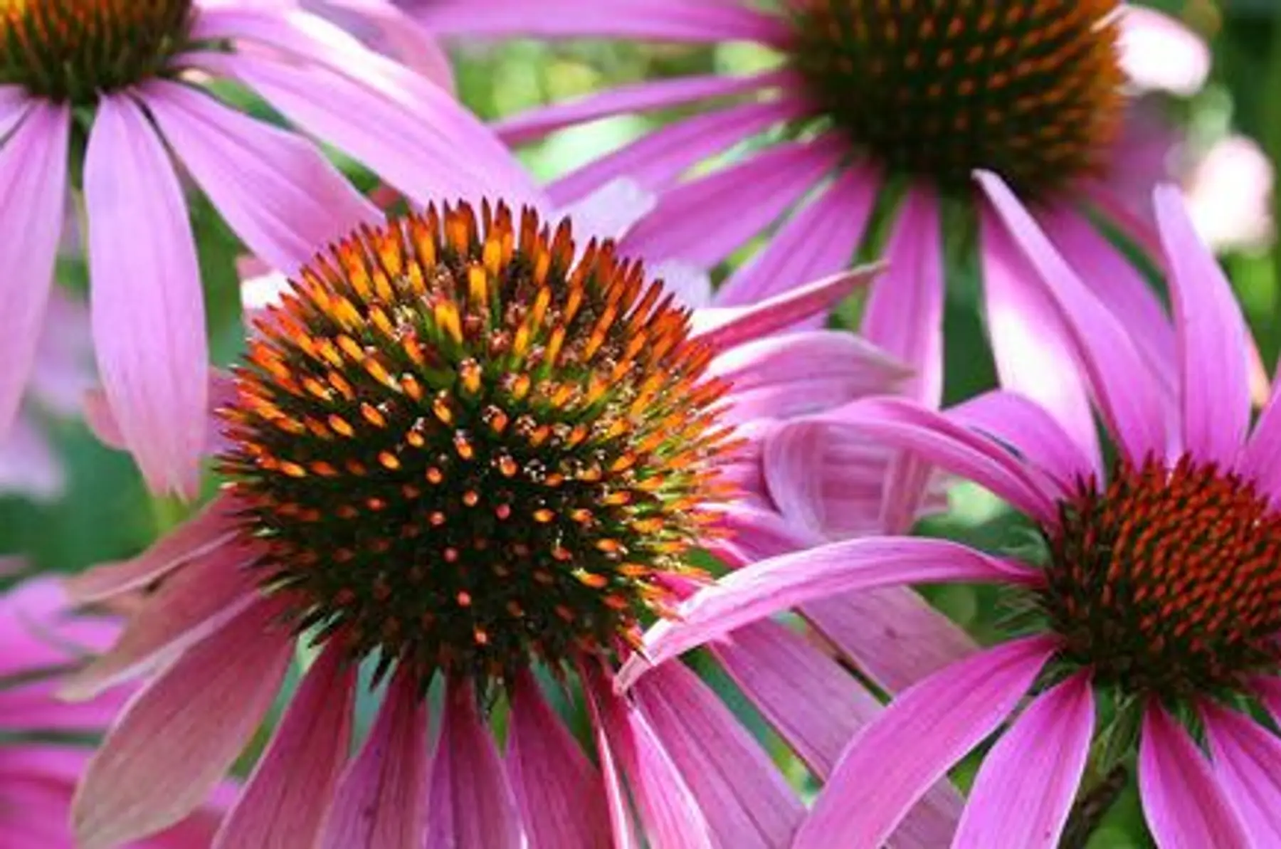 Echinacée pourpre (Echinacea Purpurea)