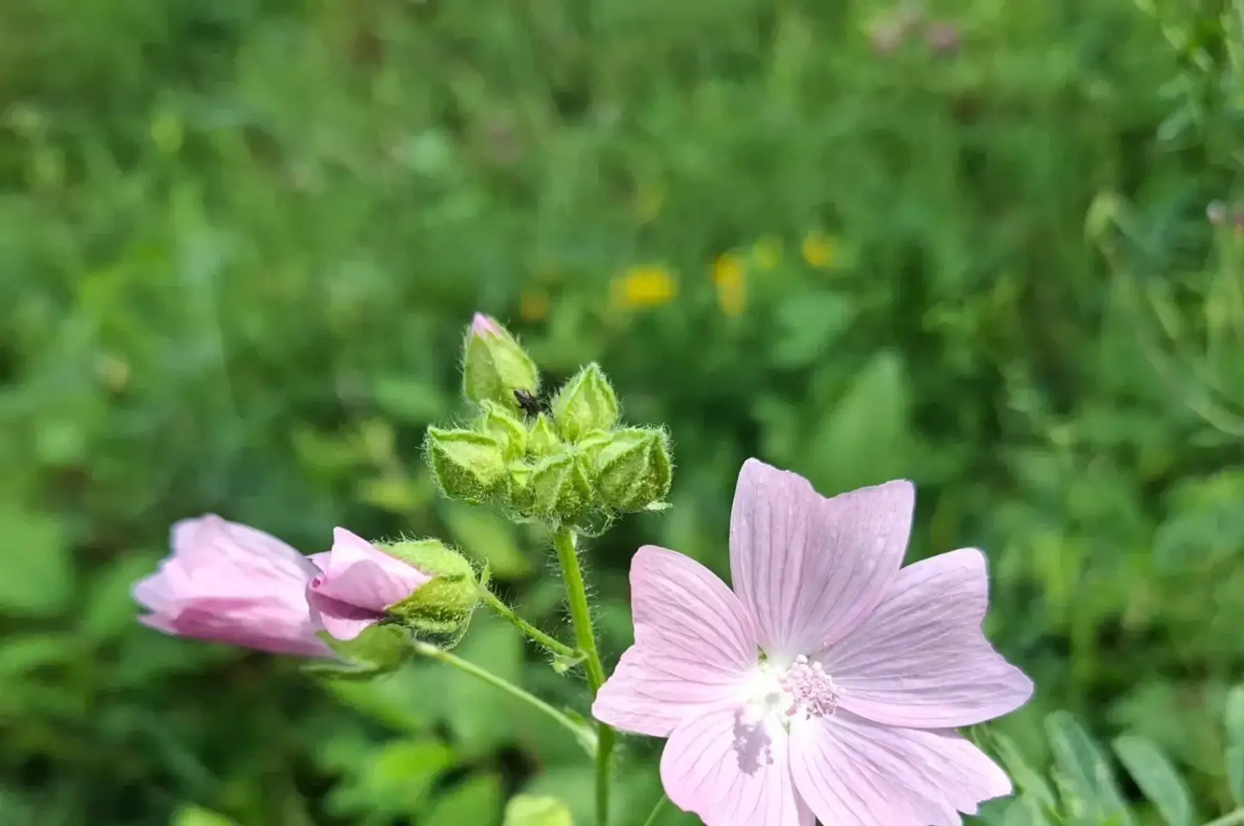 Mauve Musquée (Malva Moschata)