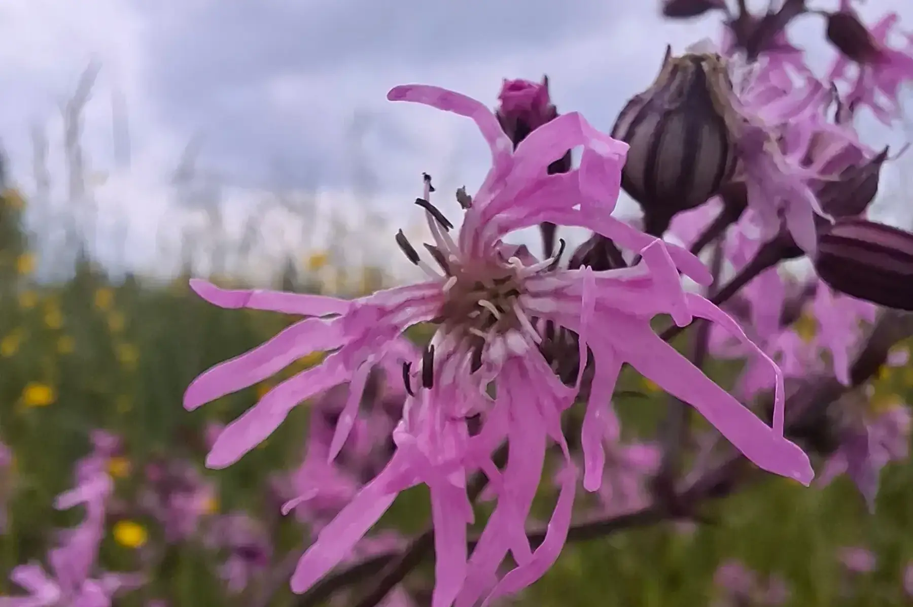 Fleurs de coucou (Lychnis flos-cuculi)