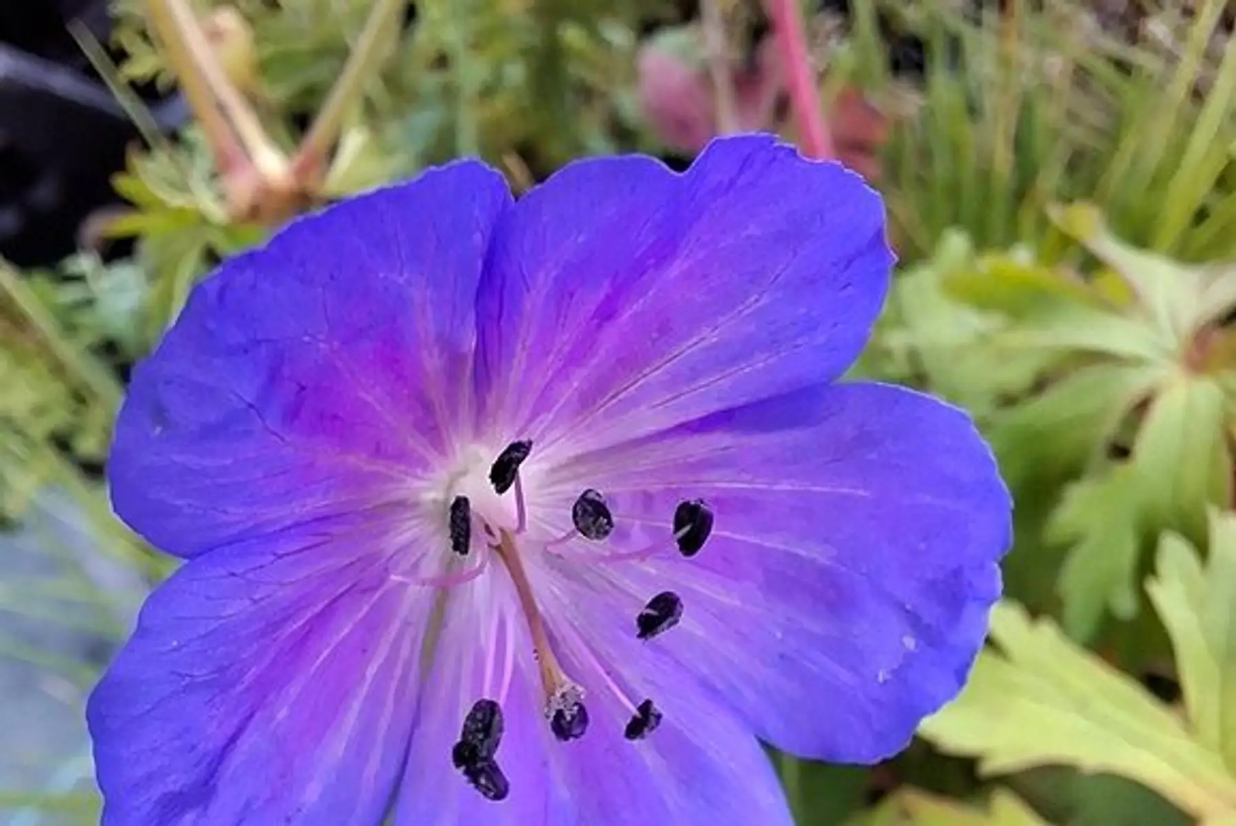 Géranium des prés (Geranium pratense)