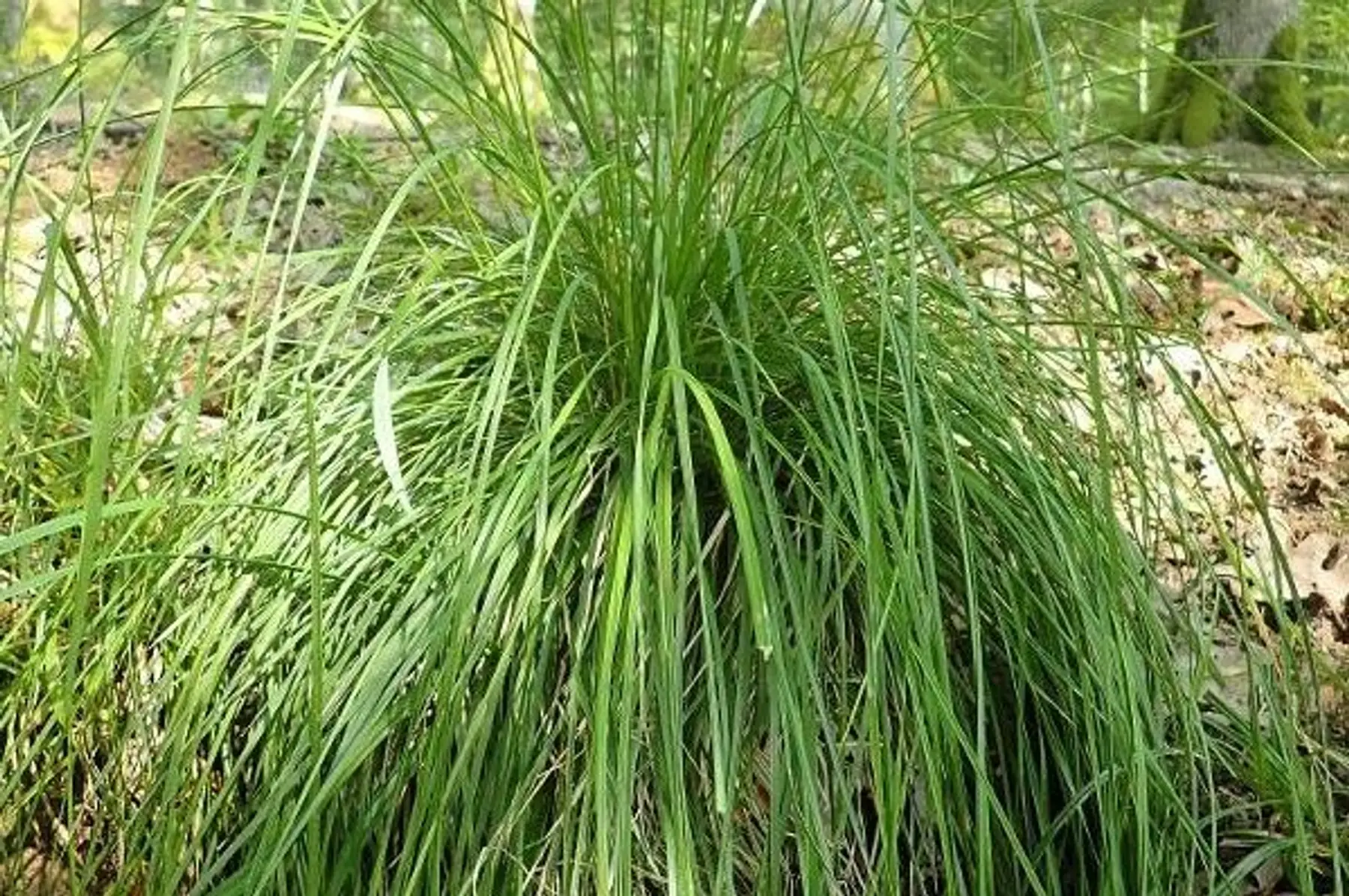 Canche cespiteuse (Deschampsia Cespitosa)