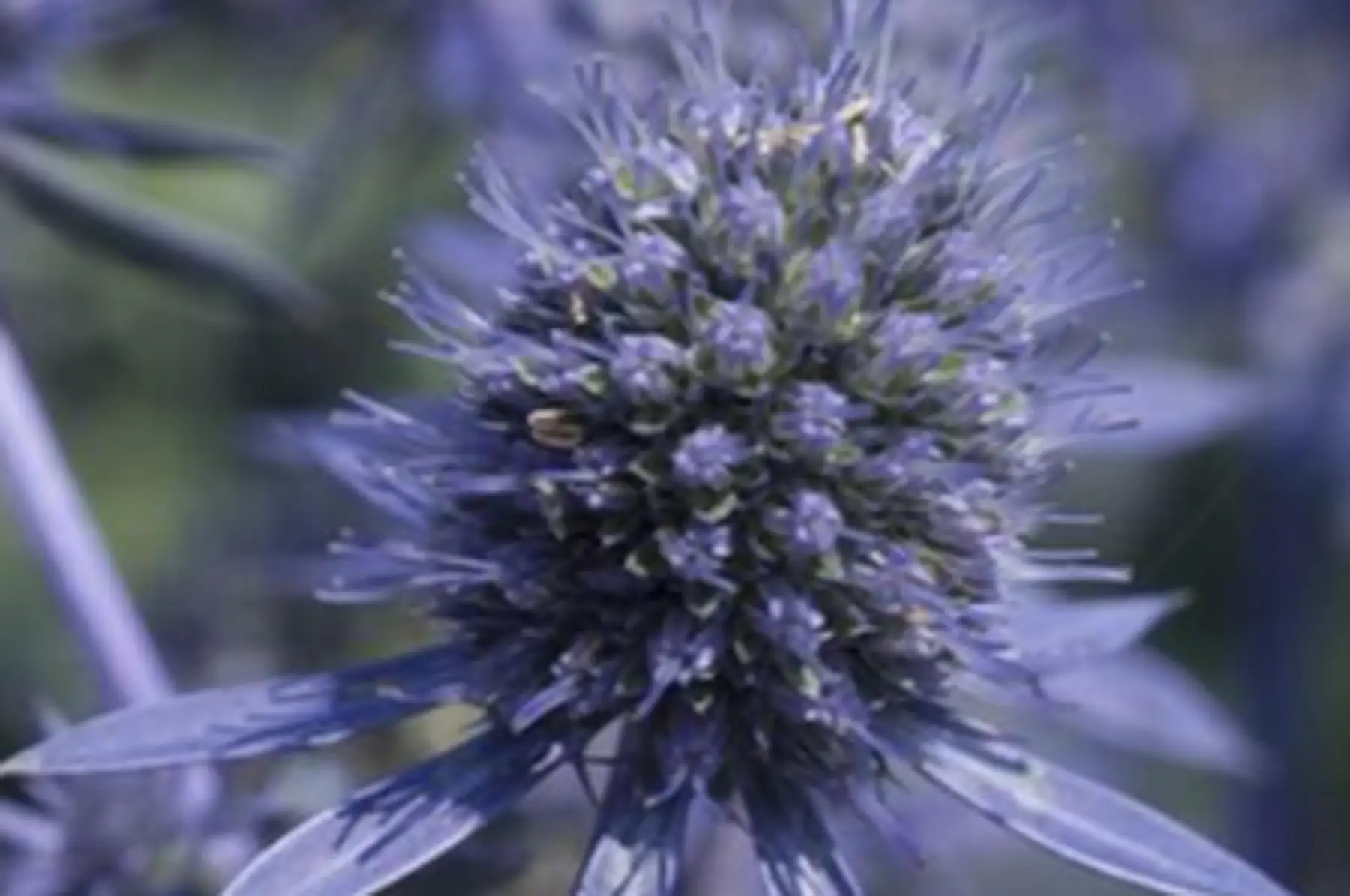 Panicaut plane - Eryngium Planum Blue Glitter