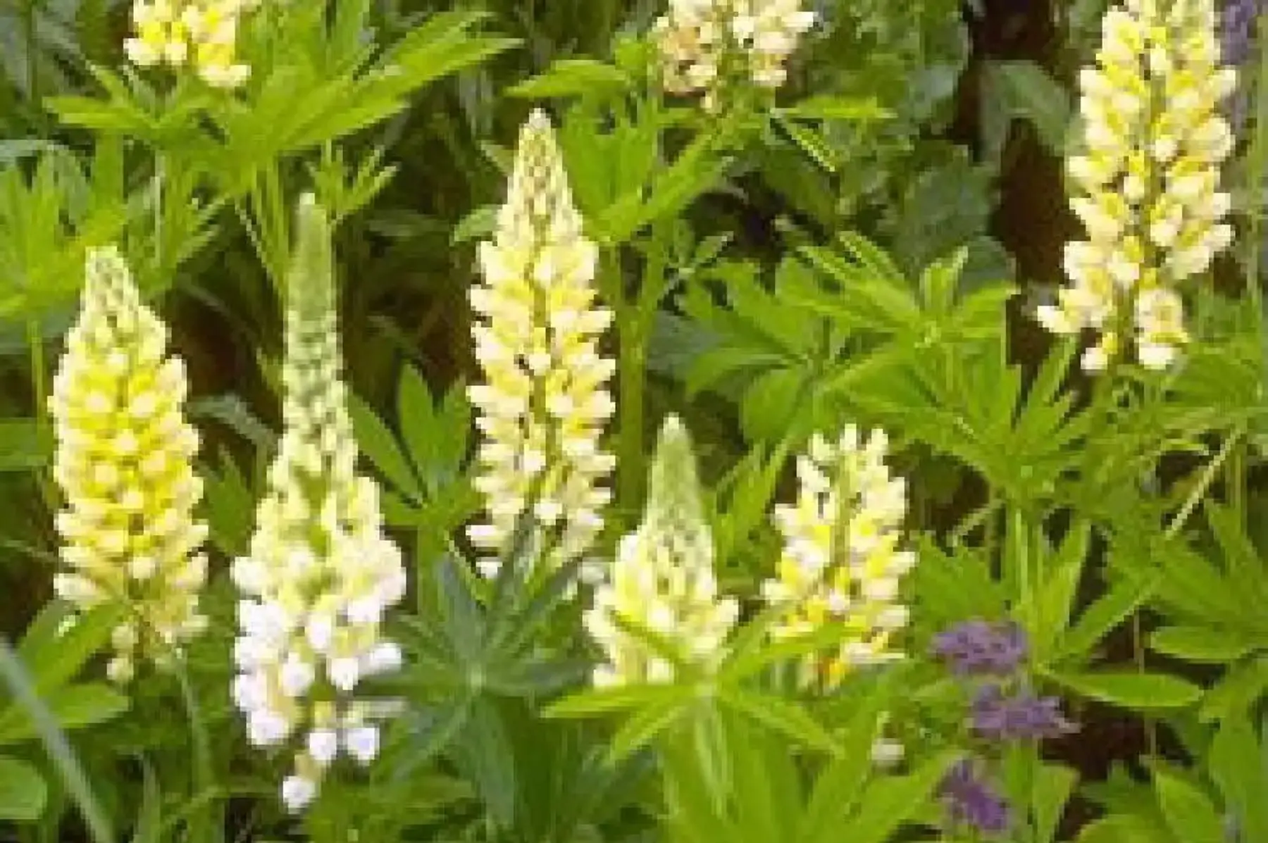 Lupin de Russel "Chandelier jaune" (Lupinus x polyphyllus)