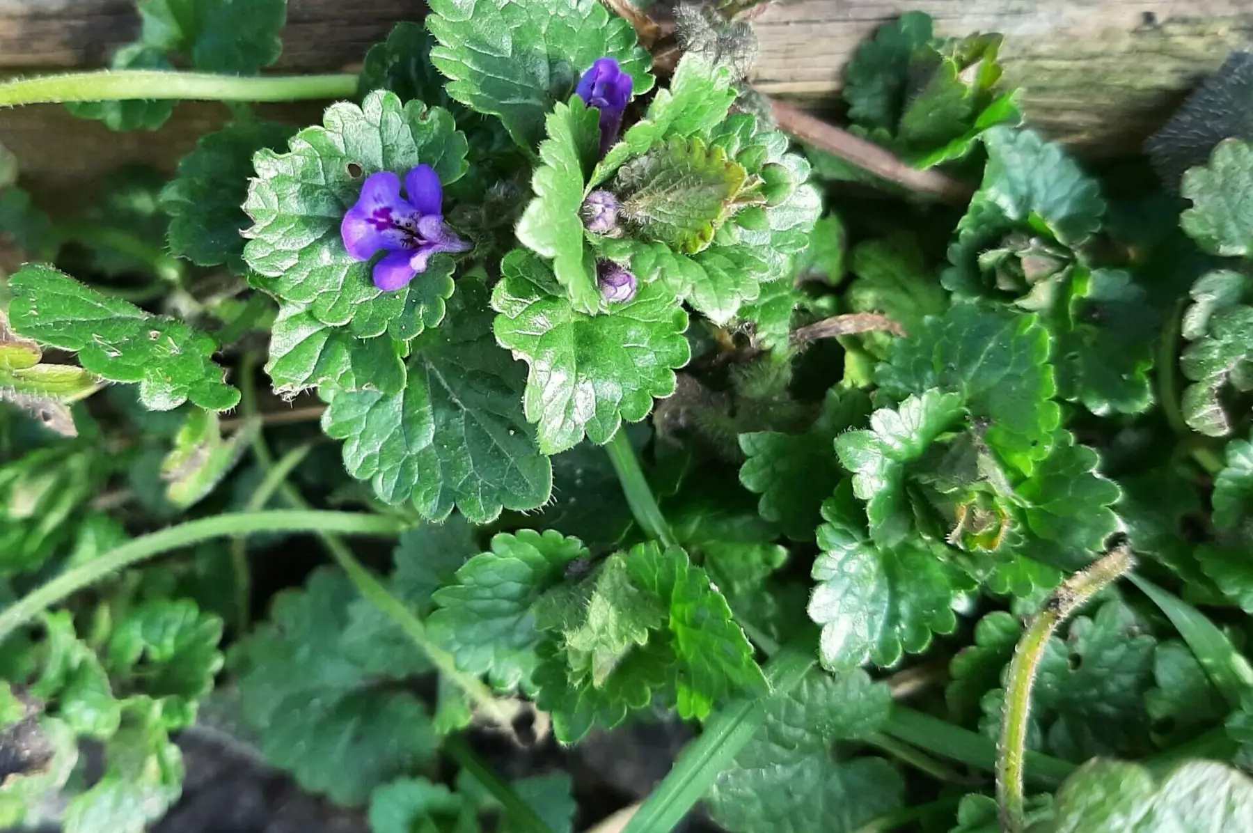 Lierre terrestre (Glechoma hederacea)