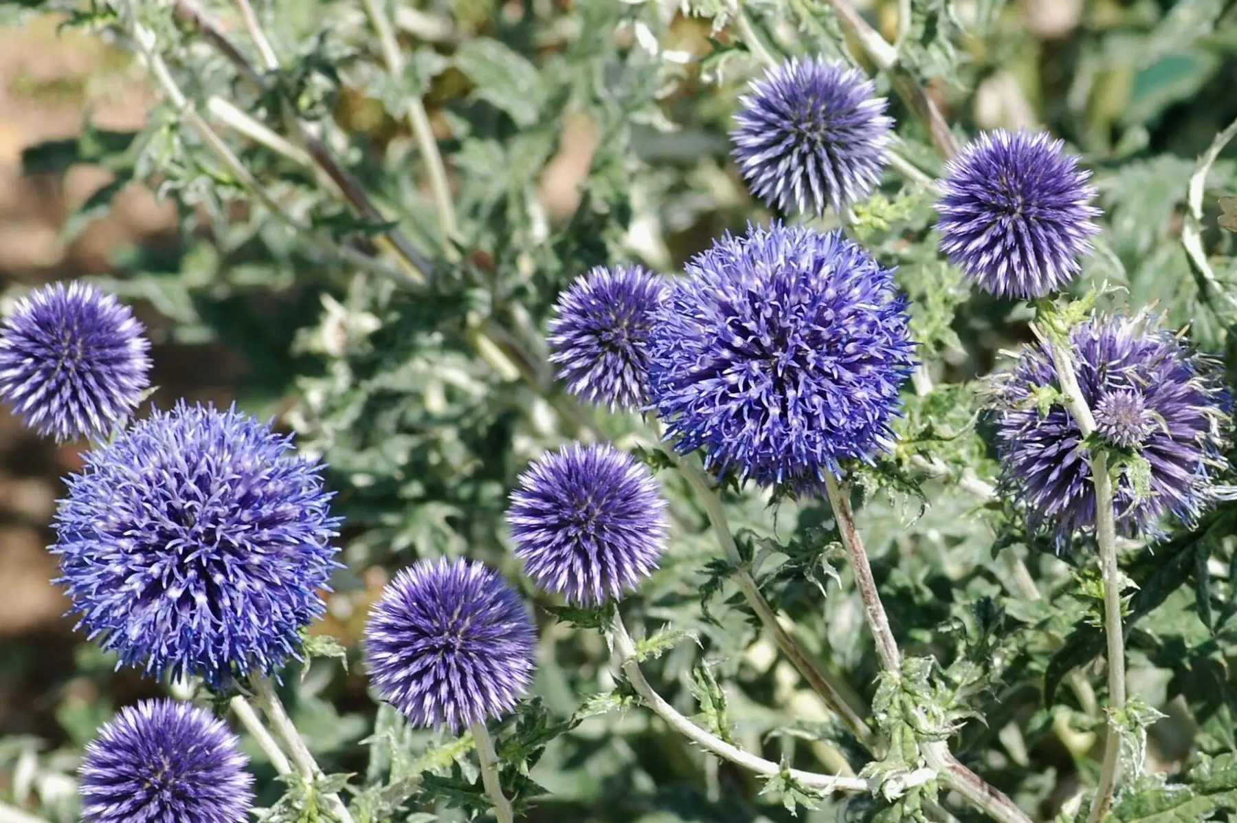 Chardon boule (Echinops Ritro)