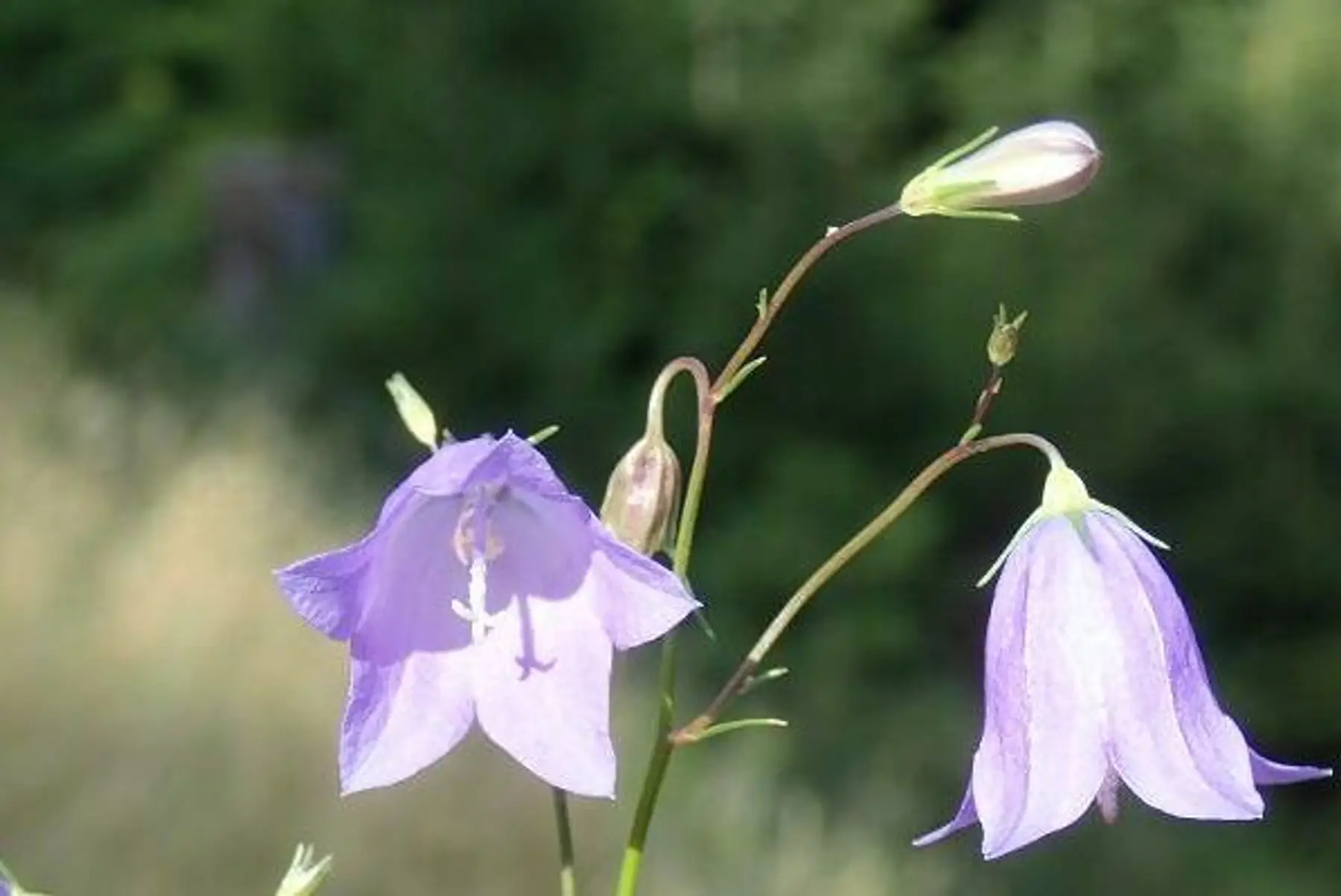 Campanule à feuilles rondes (Campanula rotundifolia)