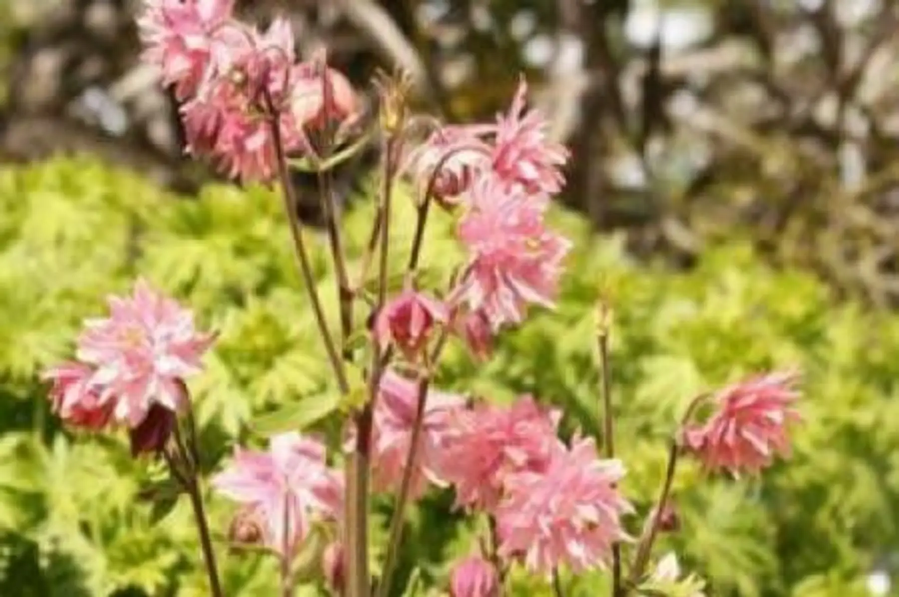 Ancolie Rose Barlow (Aquilegia vulgaris stellata)