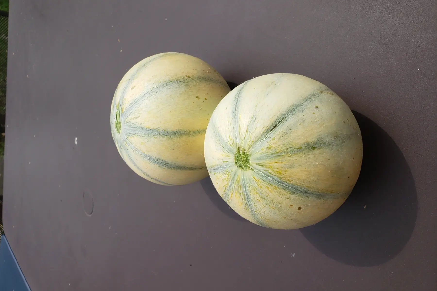 Melon