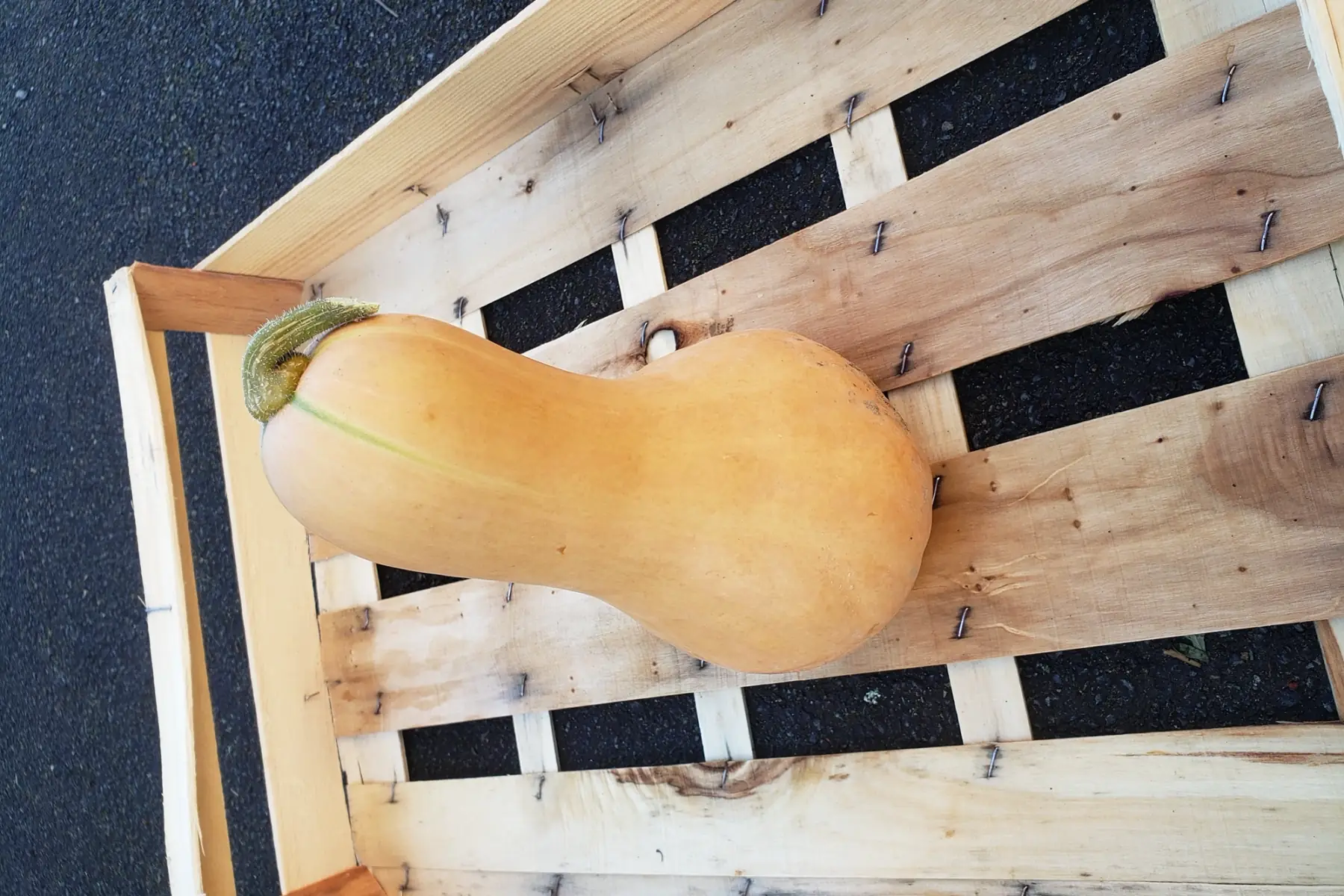 Butternut