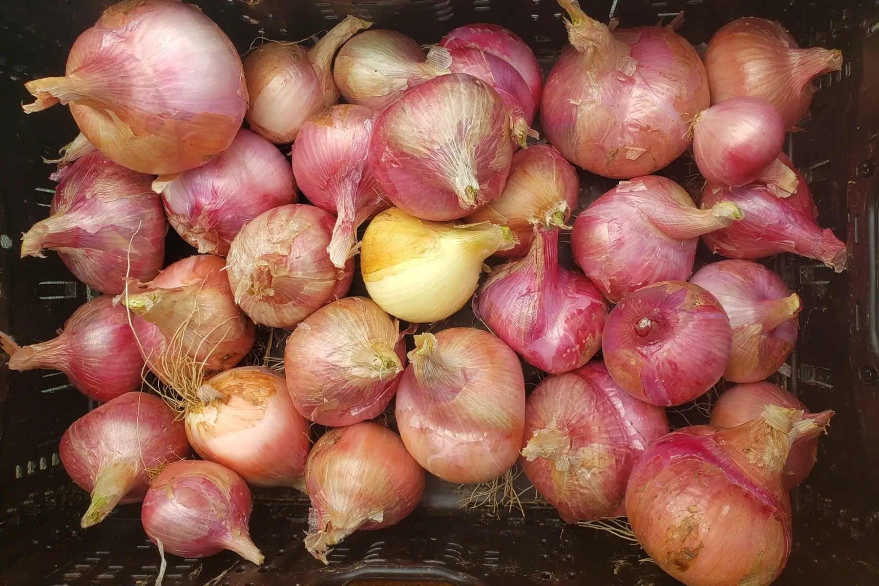 Oignon rose des cevennes