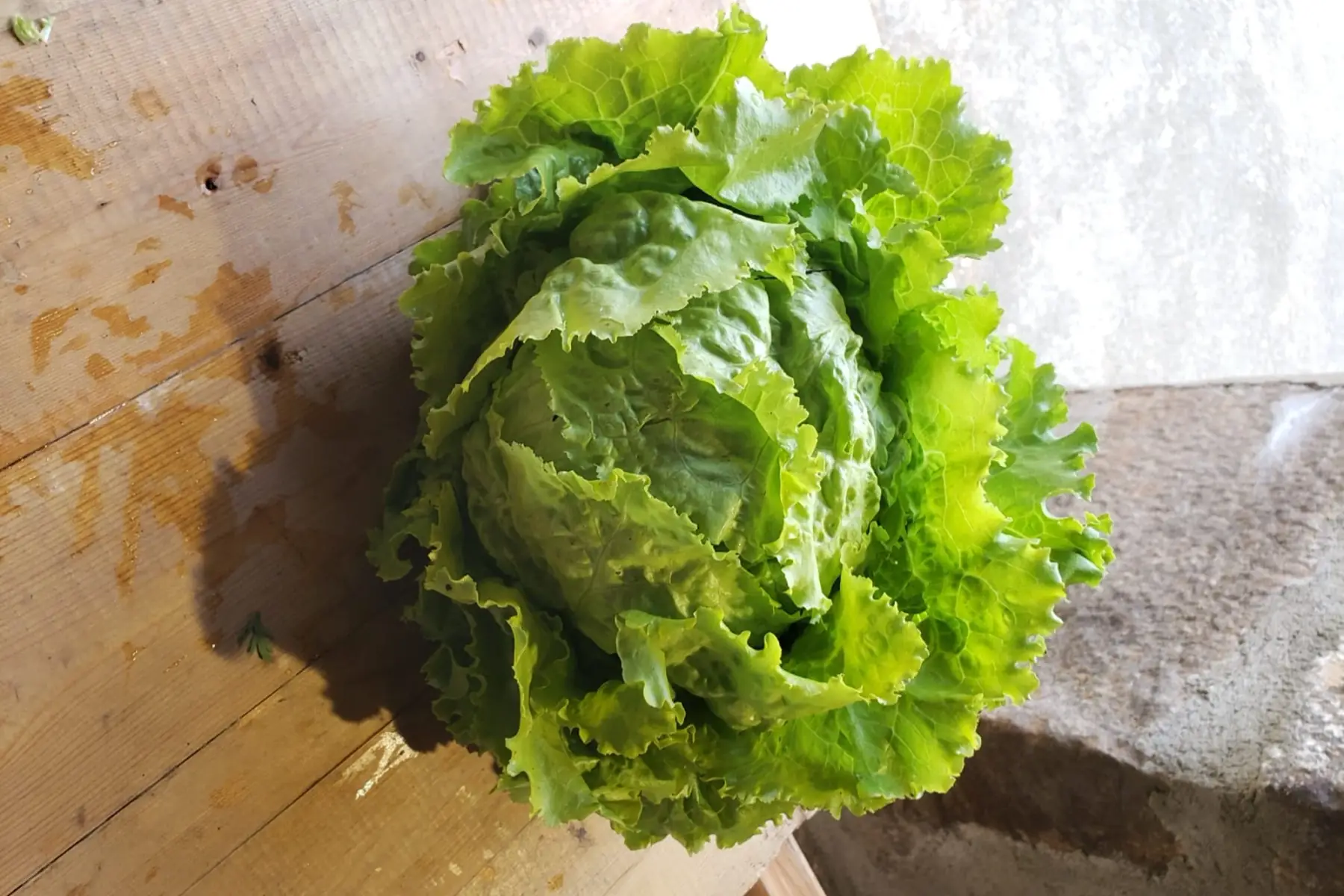 Salade