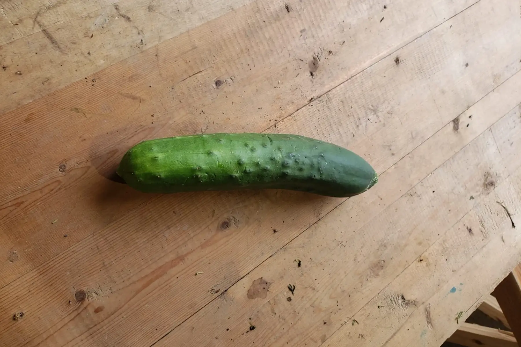 Concombre épineux