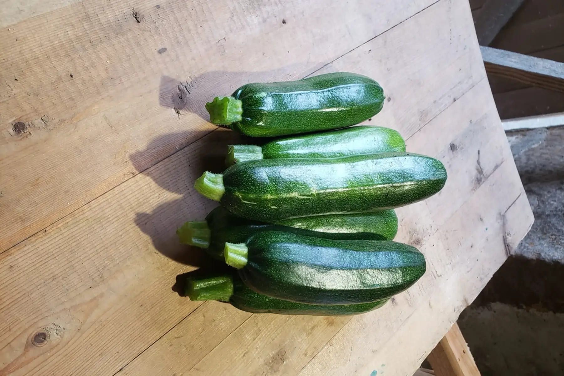 Courgettes vertes