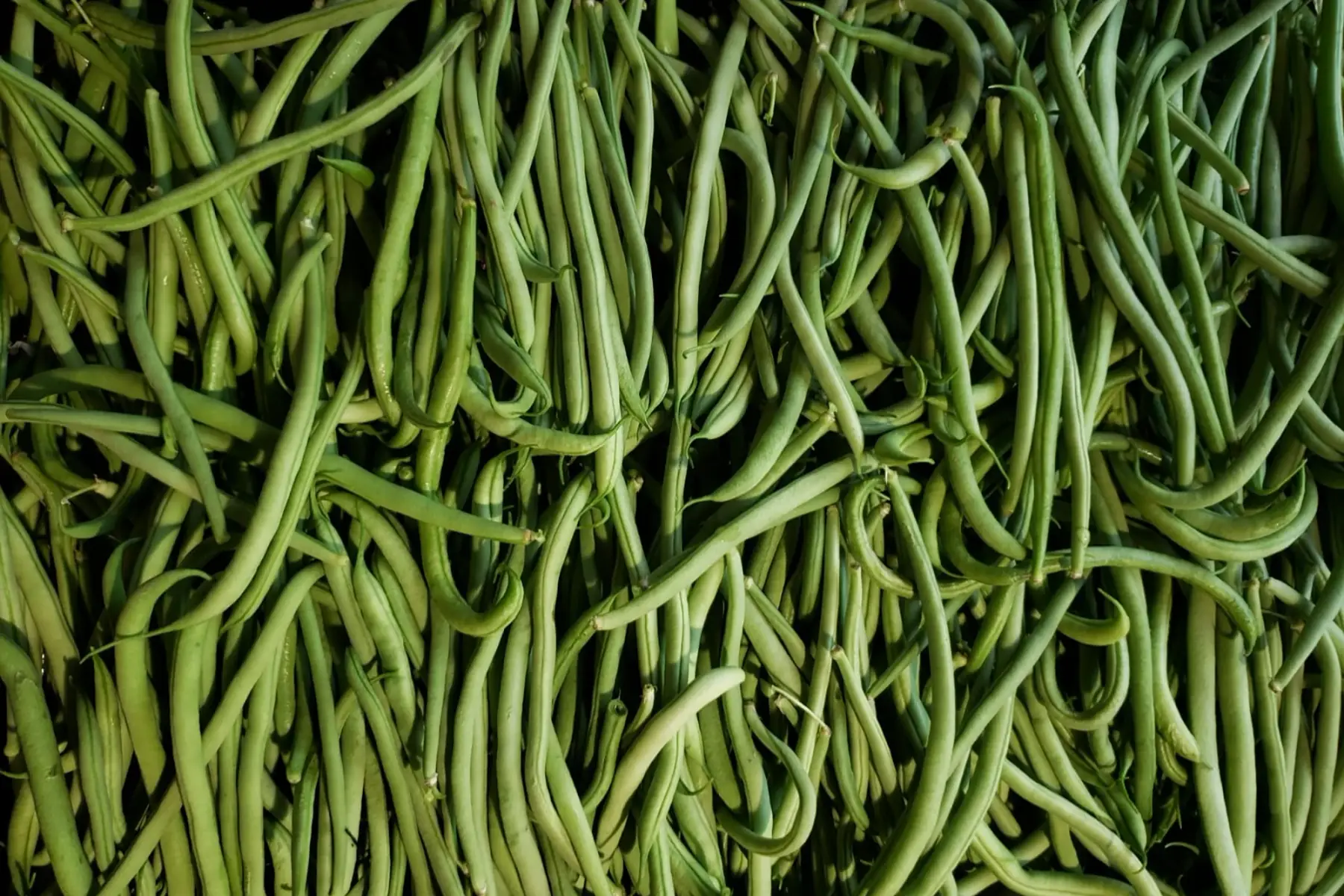Haricots verts