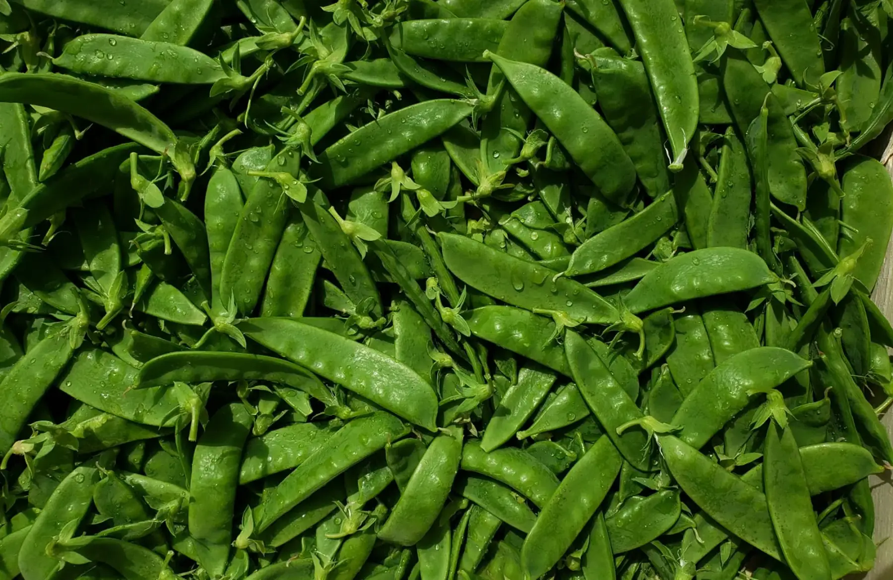 Pois Mange-Tout