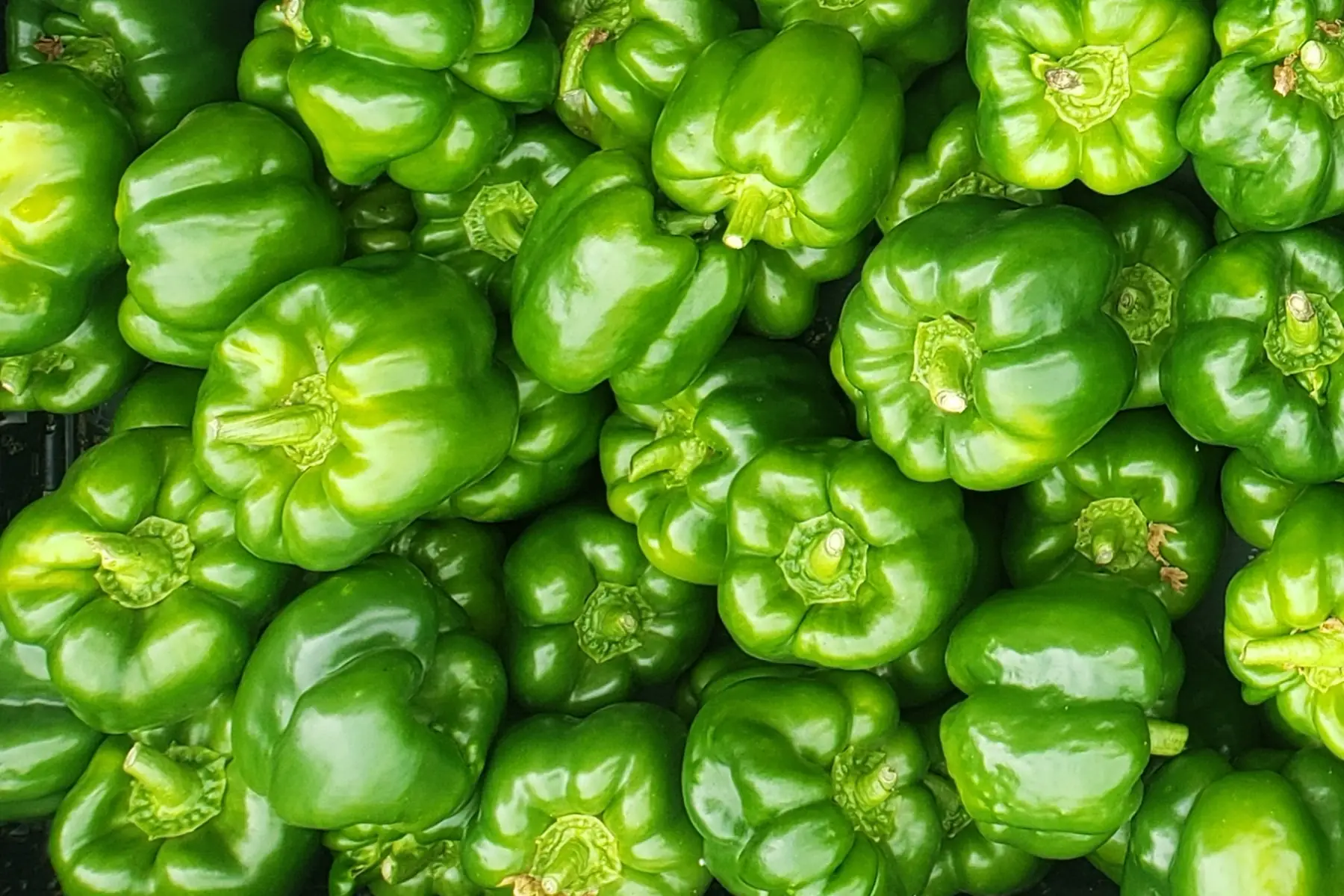 Poivrons verts