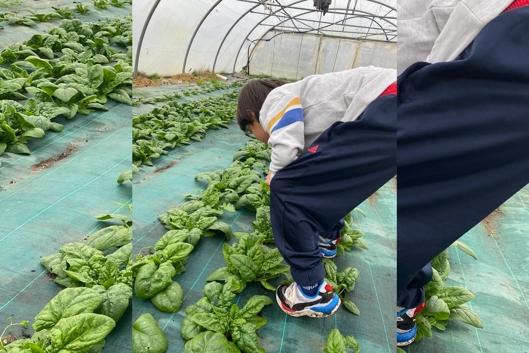 GAEC Au Rythme des lombrics