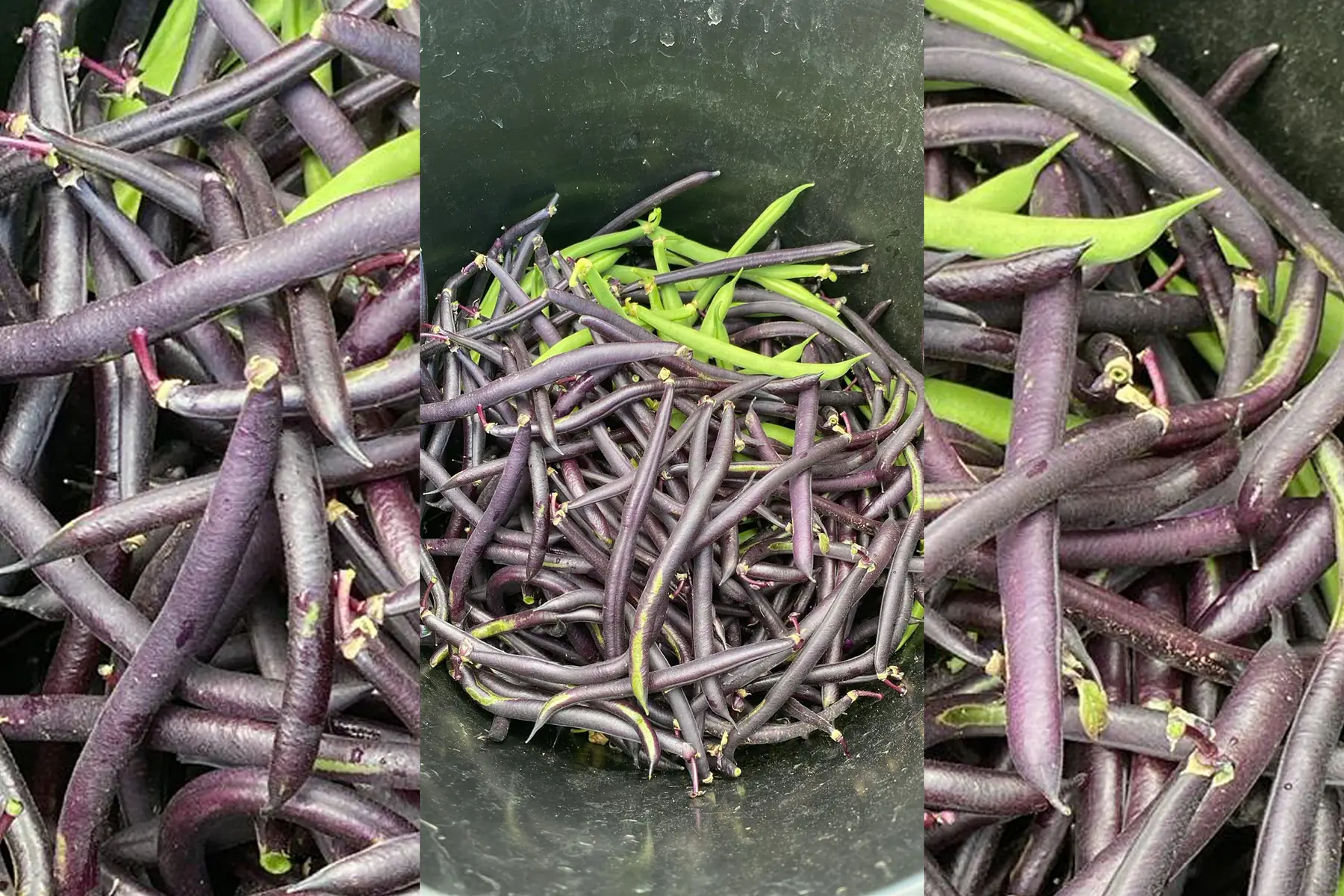 GAEC Au Rythme des lombrics